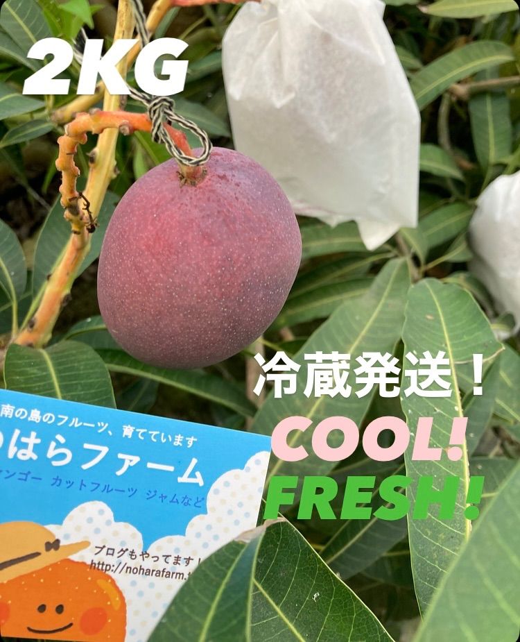 沖縄県産】【数量限定】【クール便でお届け！】完熟ミニマンゴー