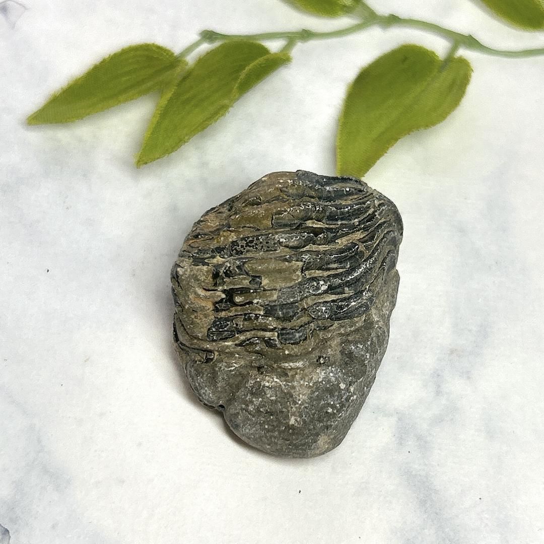 モロッコ産出 三葉虫 odontochi li sp（デボン紀中期）化石標本