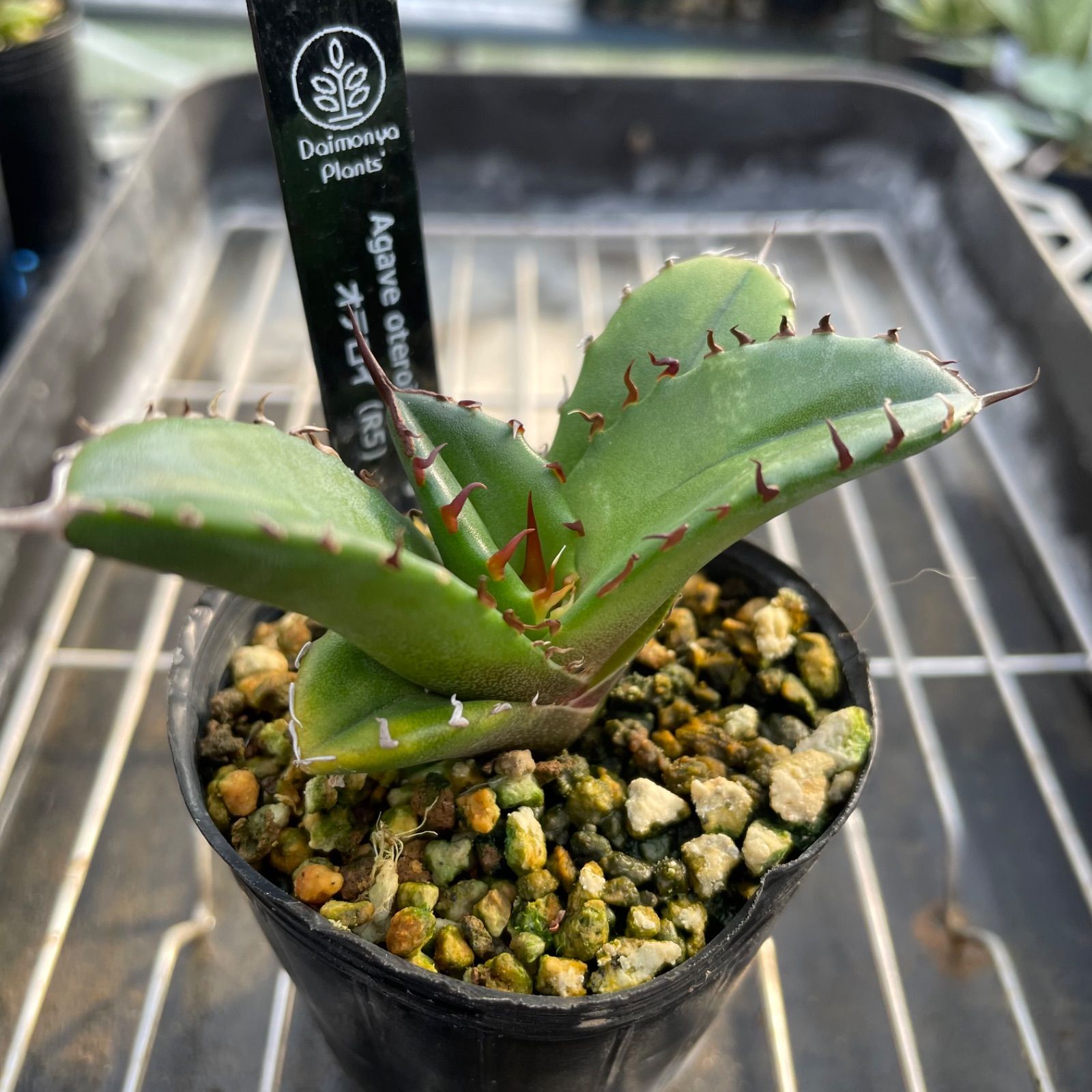 OT005 アガベオテロイ実生5株セット Agave oteloi seeding - メルカリ