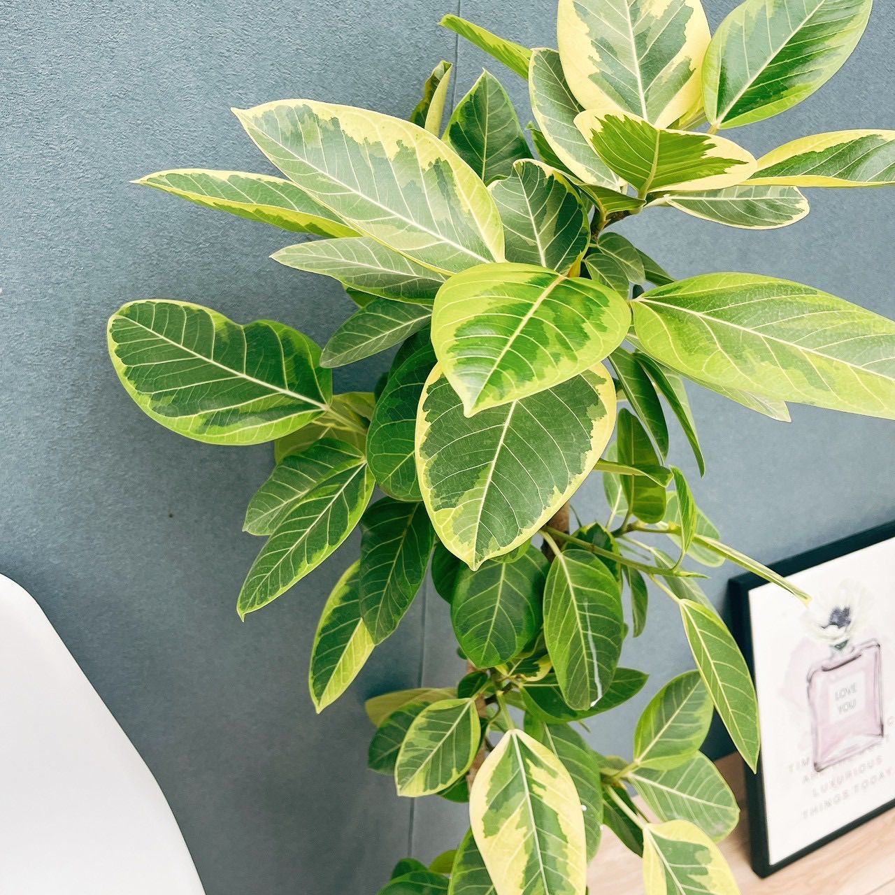 現品 1番 フィカス アルテシマ 8号 観葉植物 室内 大型 ゴムの木 おしゃれ かわいい 斑入り ストレート