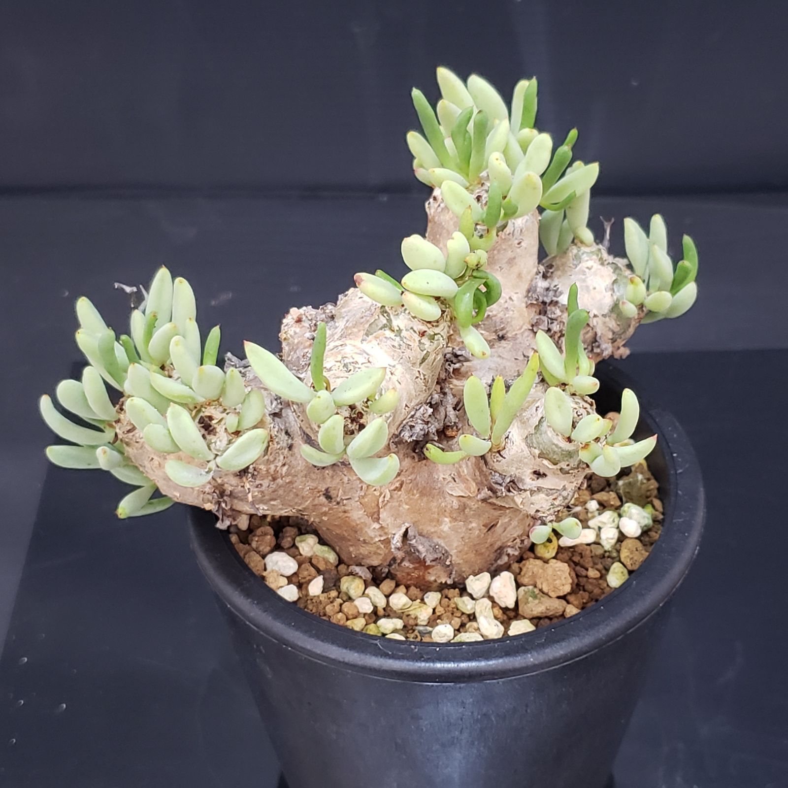 蔵 チレコドン レティキュラータス 万物想 現地株 発根済 チレコドン レティキュラータス Tylecodon reticulatus 万物想