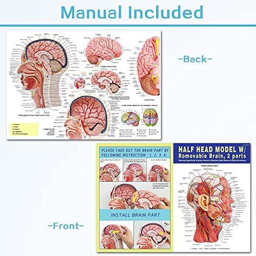 人体半頭浅表神経血管筋肉組織モデル、真人大解剖頭蓋モデル、医学教育学習、子供学習