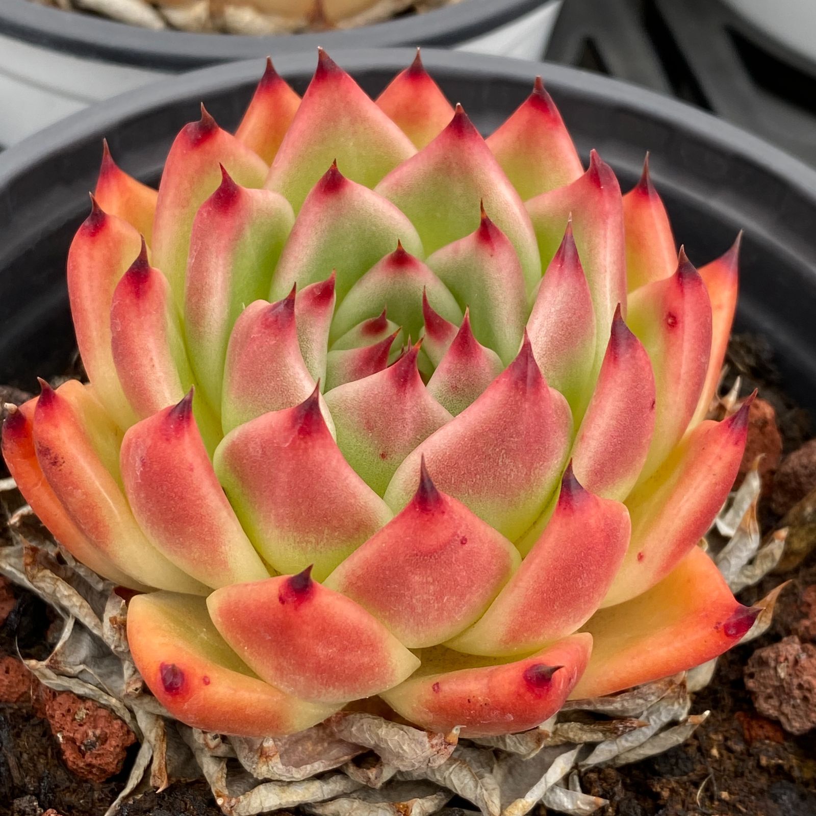 LB1329×40 プロラ 抜き苗 多肉植物 アエオニウム エケベリア 韓国苗 YUZUMIYA_COM