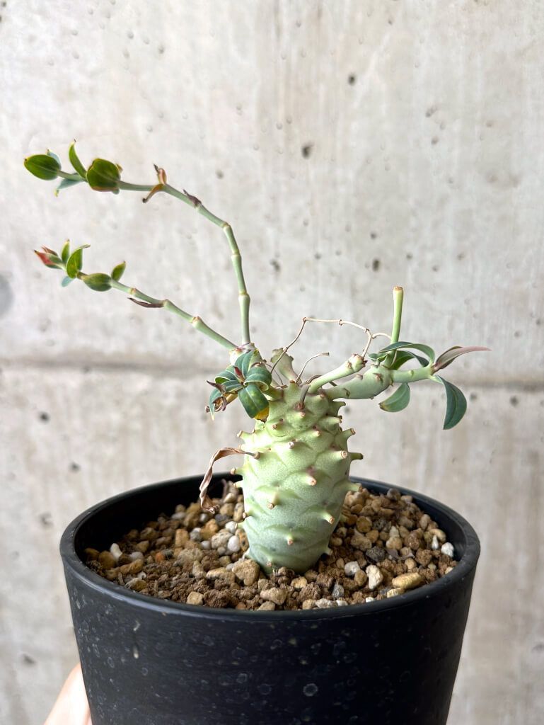 ユーフォルビア スクアローサ『奇怪ヶ島』〈現品限り〉【珍奇植物・塊根植物】 現品限り】ユーフォルビア・スクアローサ 奇怪ヶ島【U16】 Euphorbia