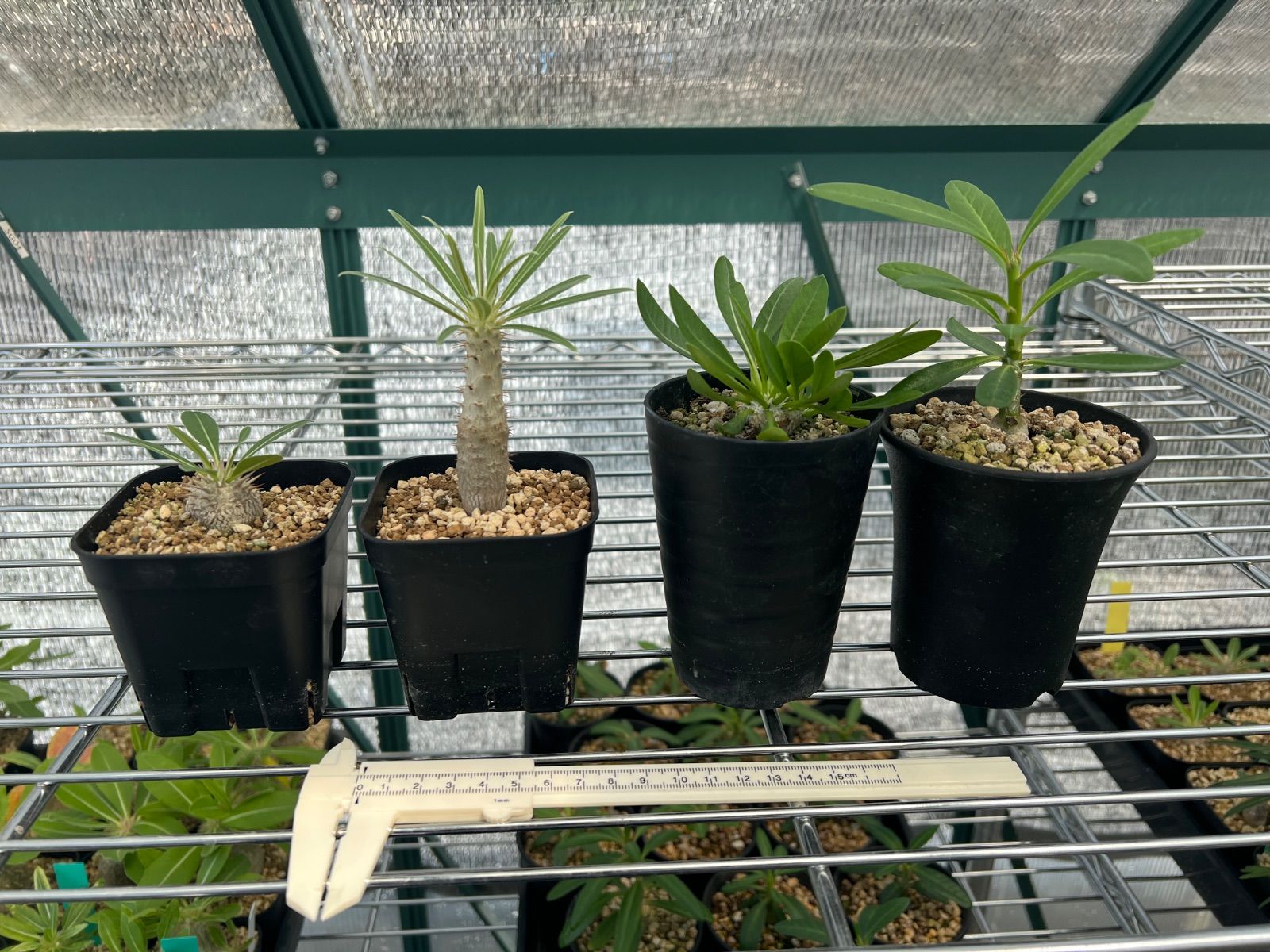 パキポディウムグラキリス 4株セット セール中】綴化 パキポディウム