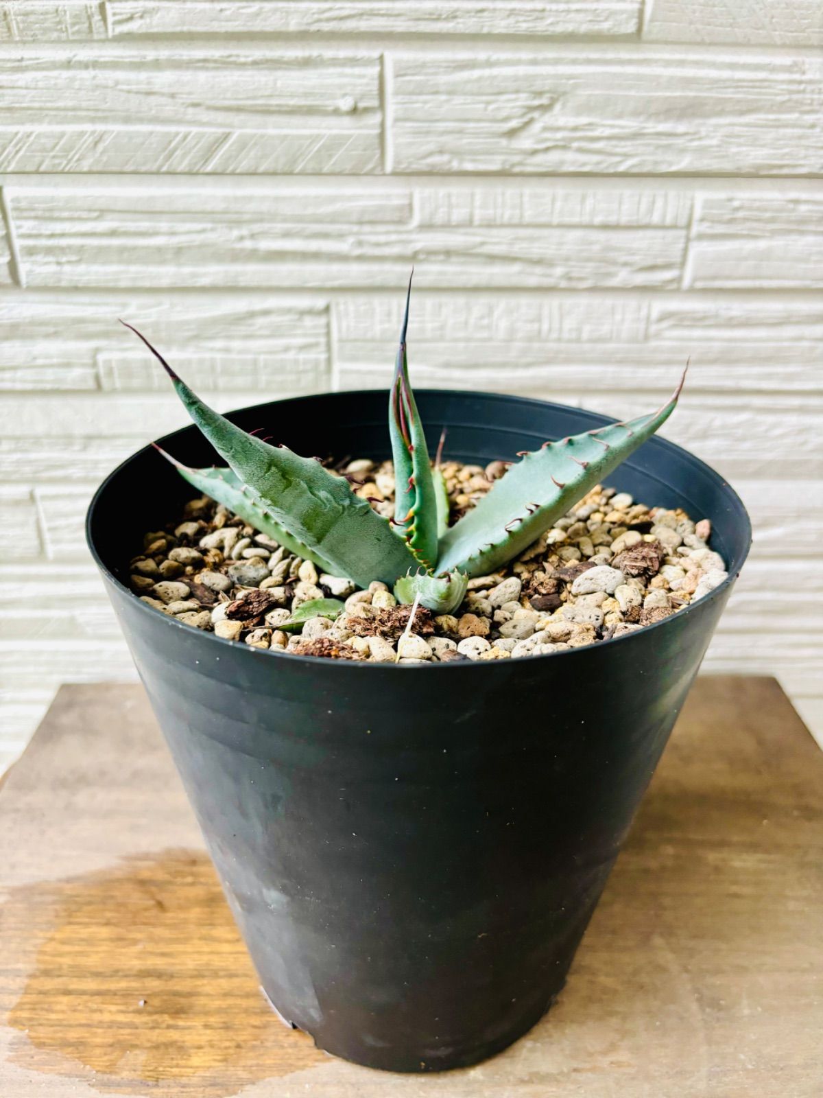Agave shark skin × salmiana v. ferox アガベ シャークスキン