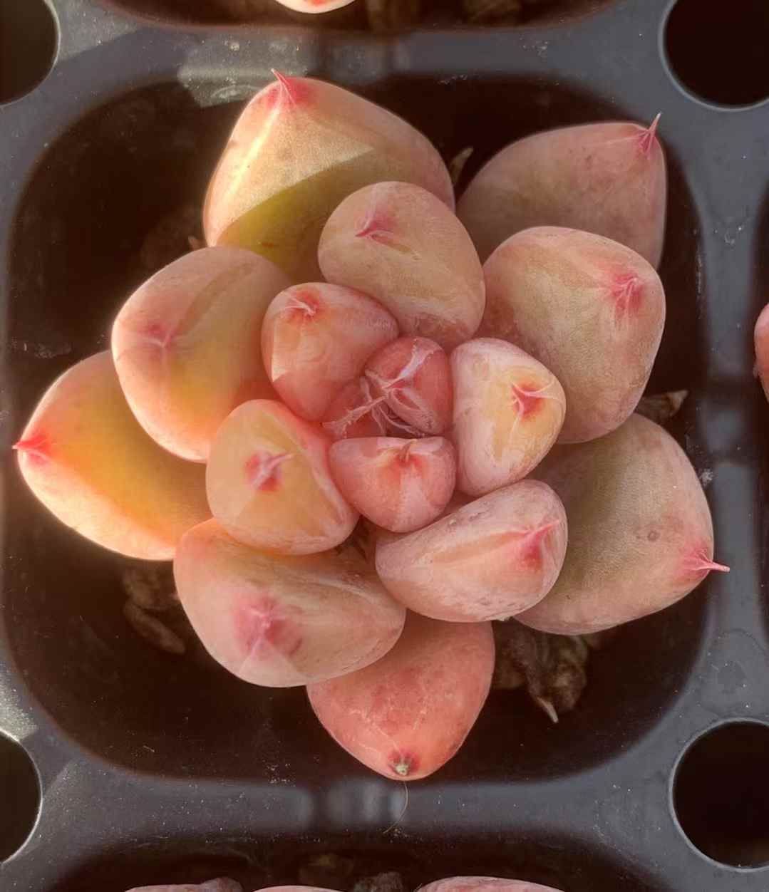 72株の抜き苗セット ピンクフラワー 多肉植物 佐川急便発送 エケベリア 韓国苗 LX25