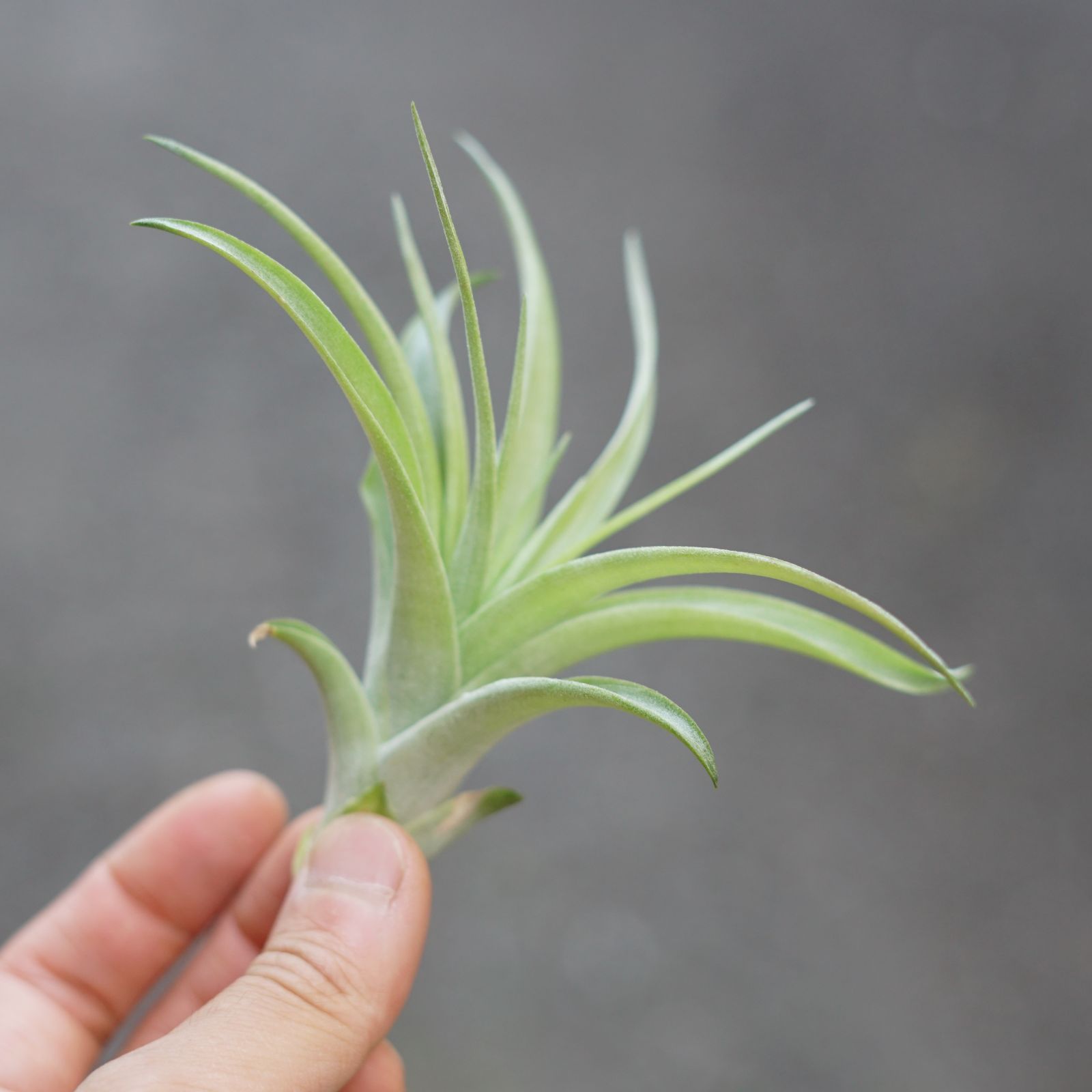 チランジア ロイテリ① (メルカリ便にてお届けします) ☆エアプランツ 【おまかせ6種類セット】 チランジア エアー