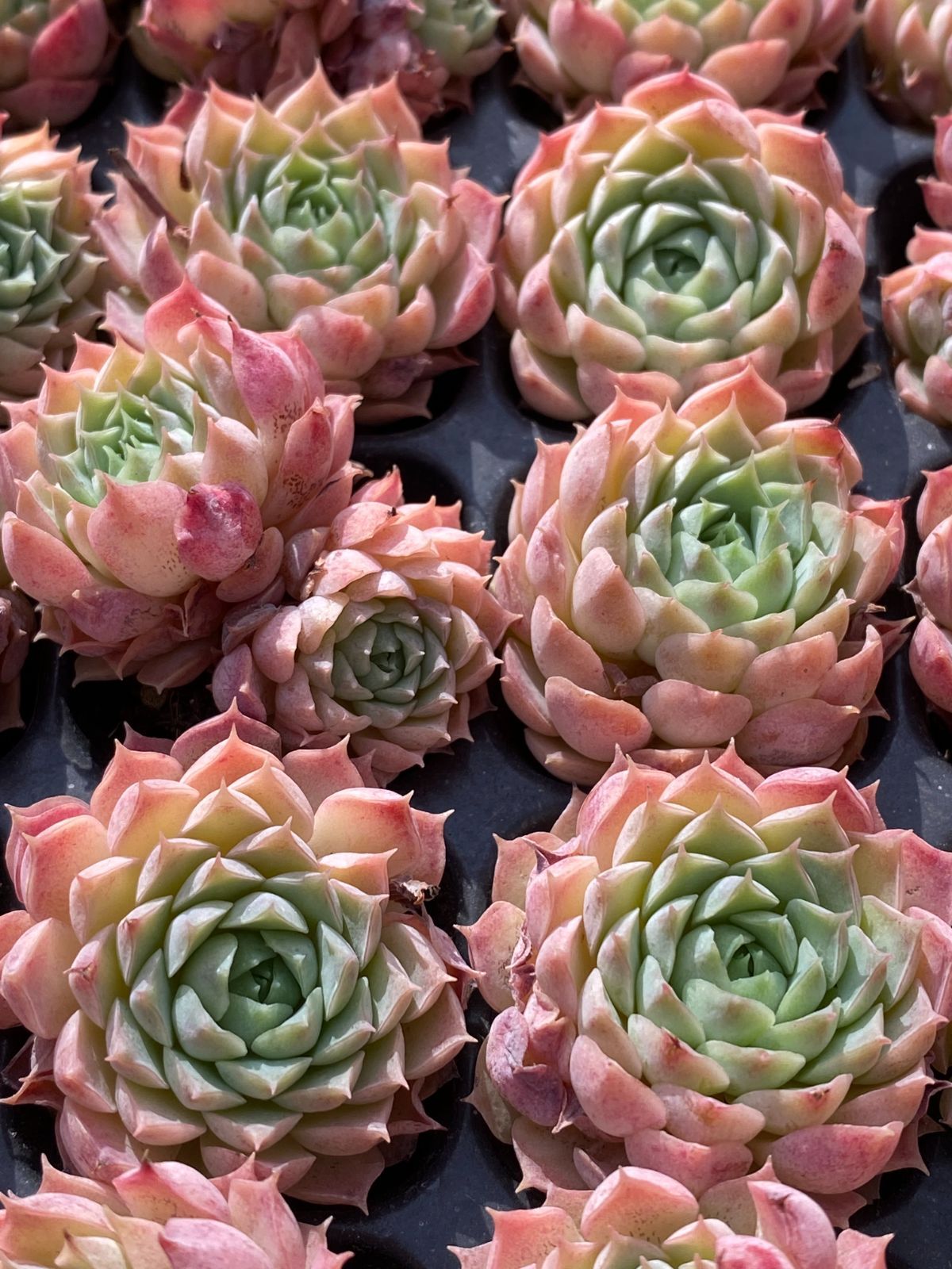 多肉植物【夕焼けの舞】抜き苗 抜き苗 夕焼け ZM1572×15株 ふっくら 多肉