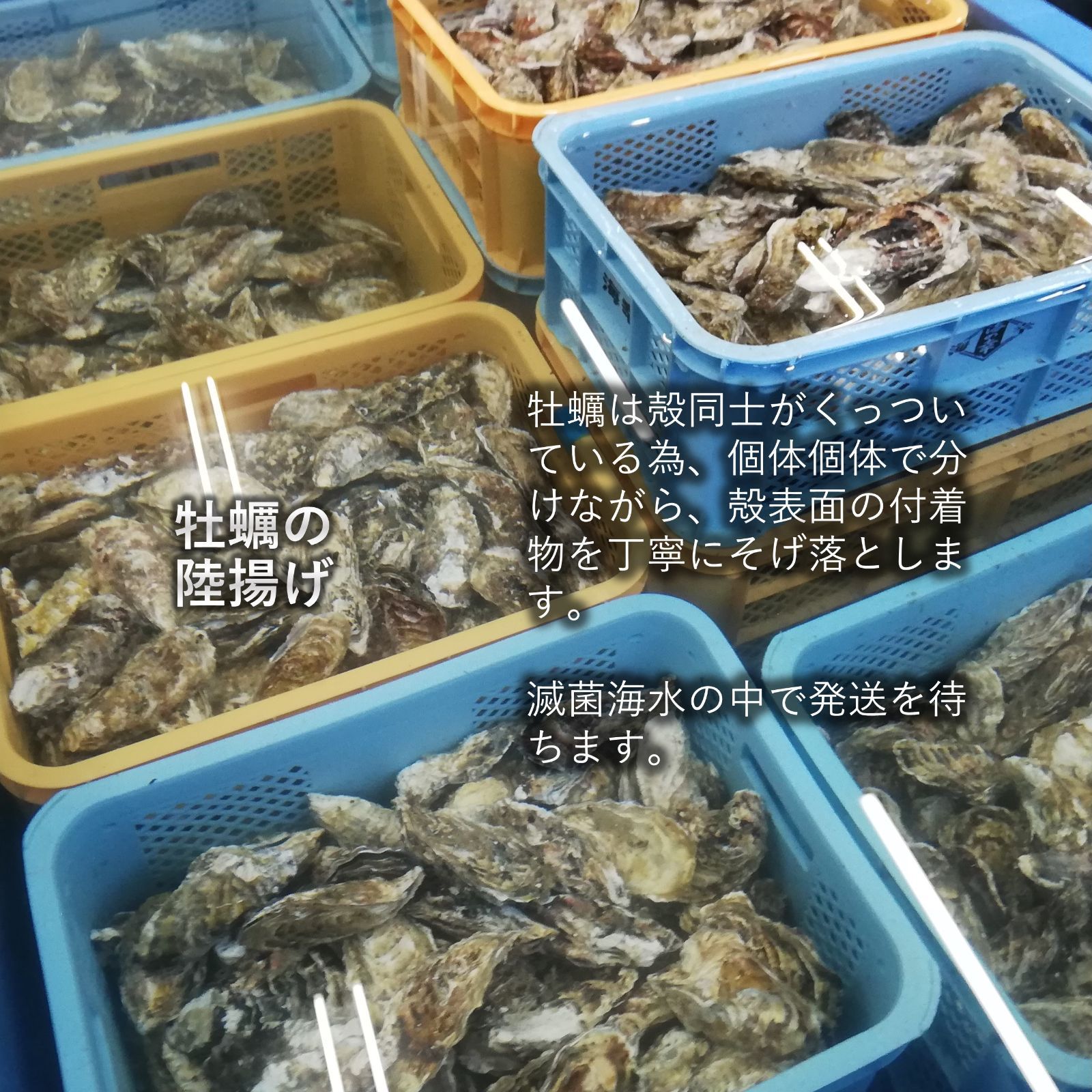 三陸産 ホタテ＆牡蠣セット 殻付きホタテ5枚 殻付き牡蠣1kg 三陸の肉厚ホタテと身入りの良い牡蠣 BBQにも最適！冷凍で旨味を閉じ込め日持ちも抜群！