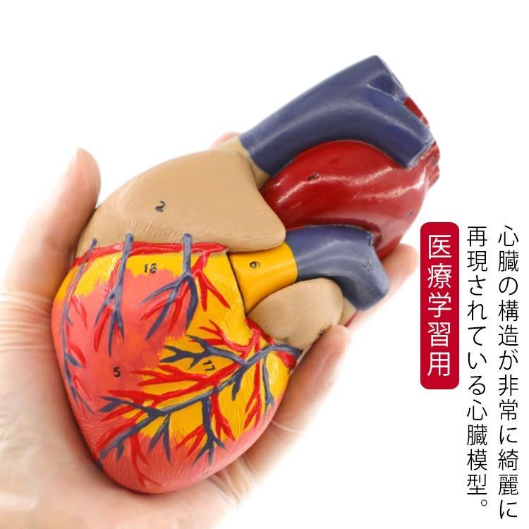 心臓 模型 心臓モデル 2分解モデル 右心房 左心房 右心室 左心室