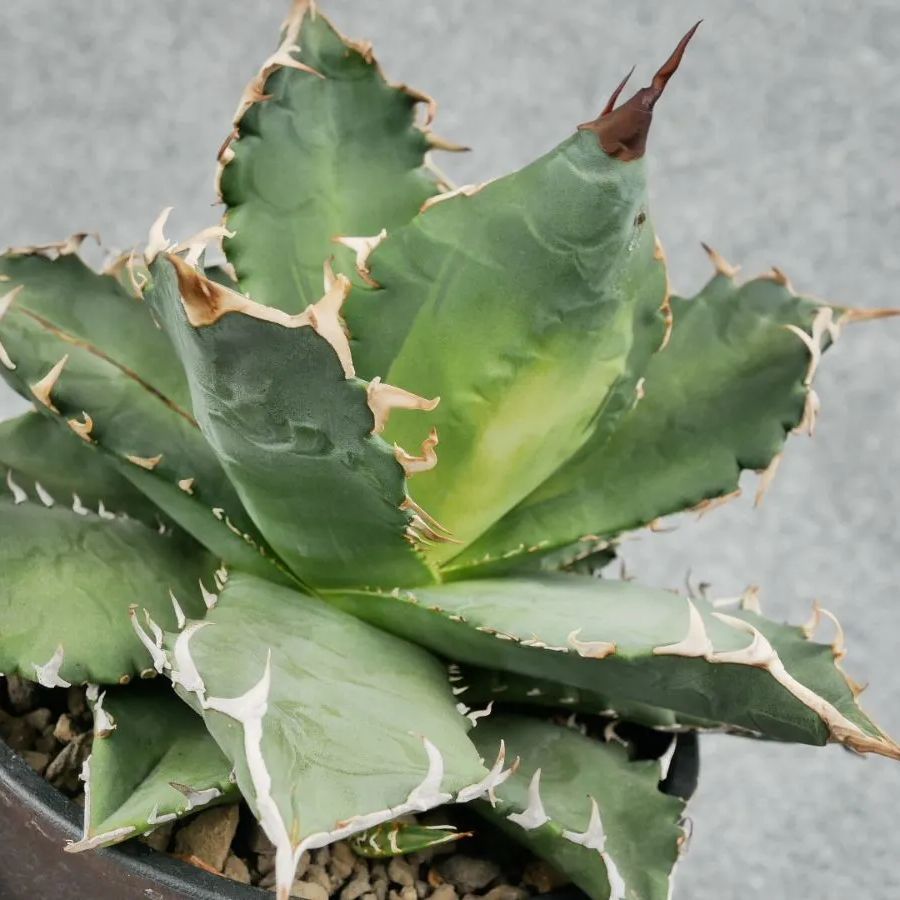 鉢ごと発送】アガベ チタノタ 夕映厳龍 / Agave Titanota