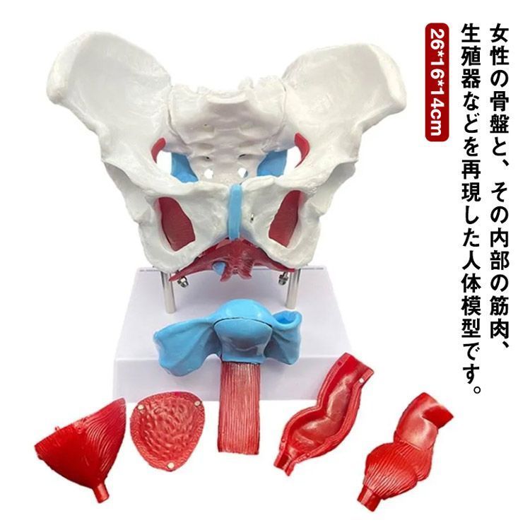 女性