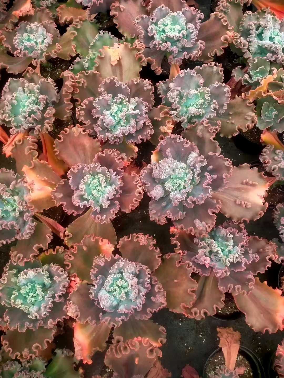 バロンボールド◎多肉植物 カット苗 韓国苗 エケベリア等 新発売 12株セット エケベリア・バロンボールド（レッド） 抜き苗 多肉