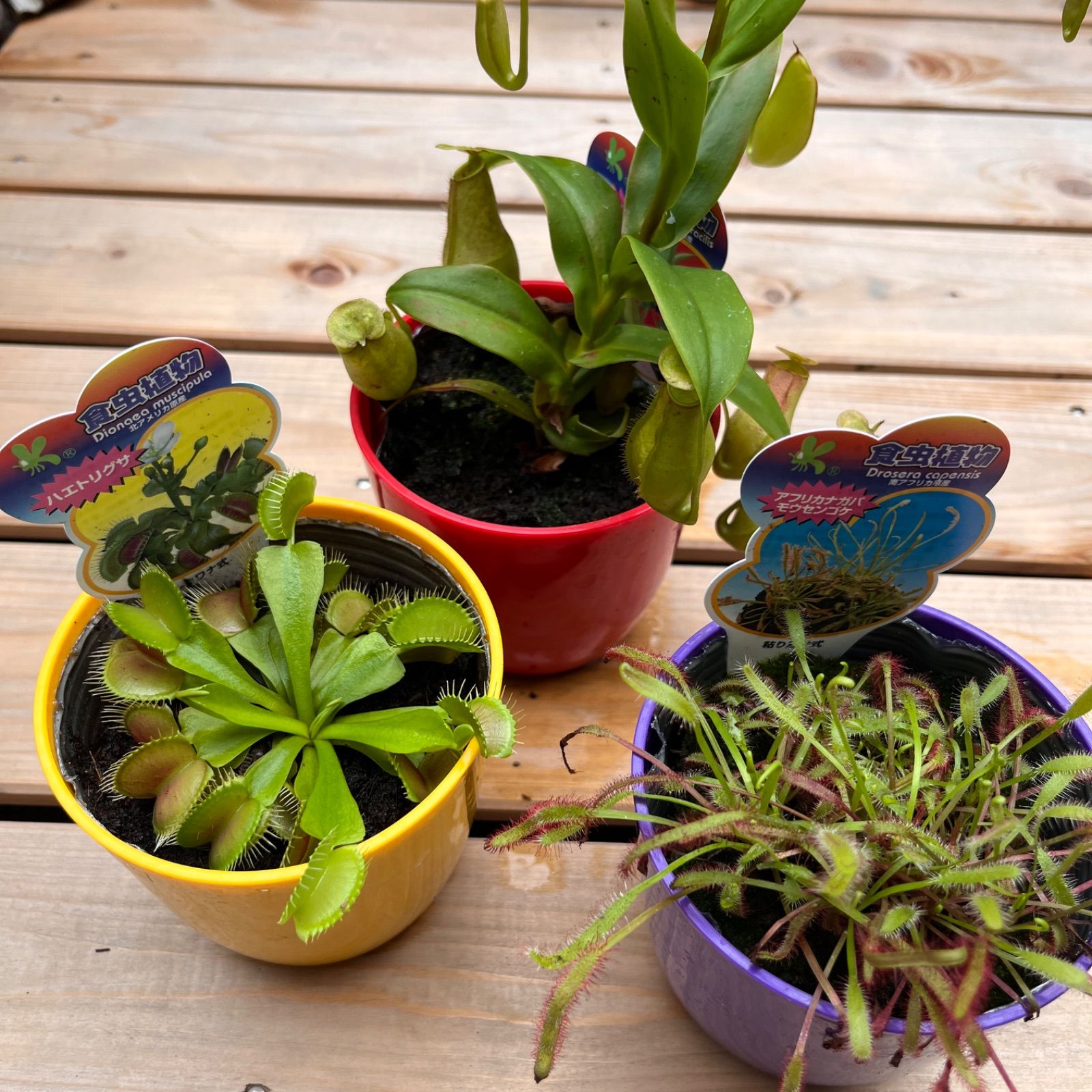 食虫植物N. xtrusmadensis AW clone:3 Nepenthes x trusmadiensis