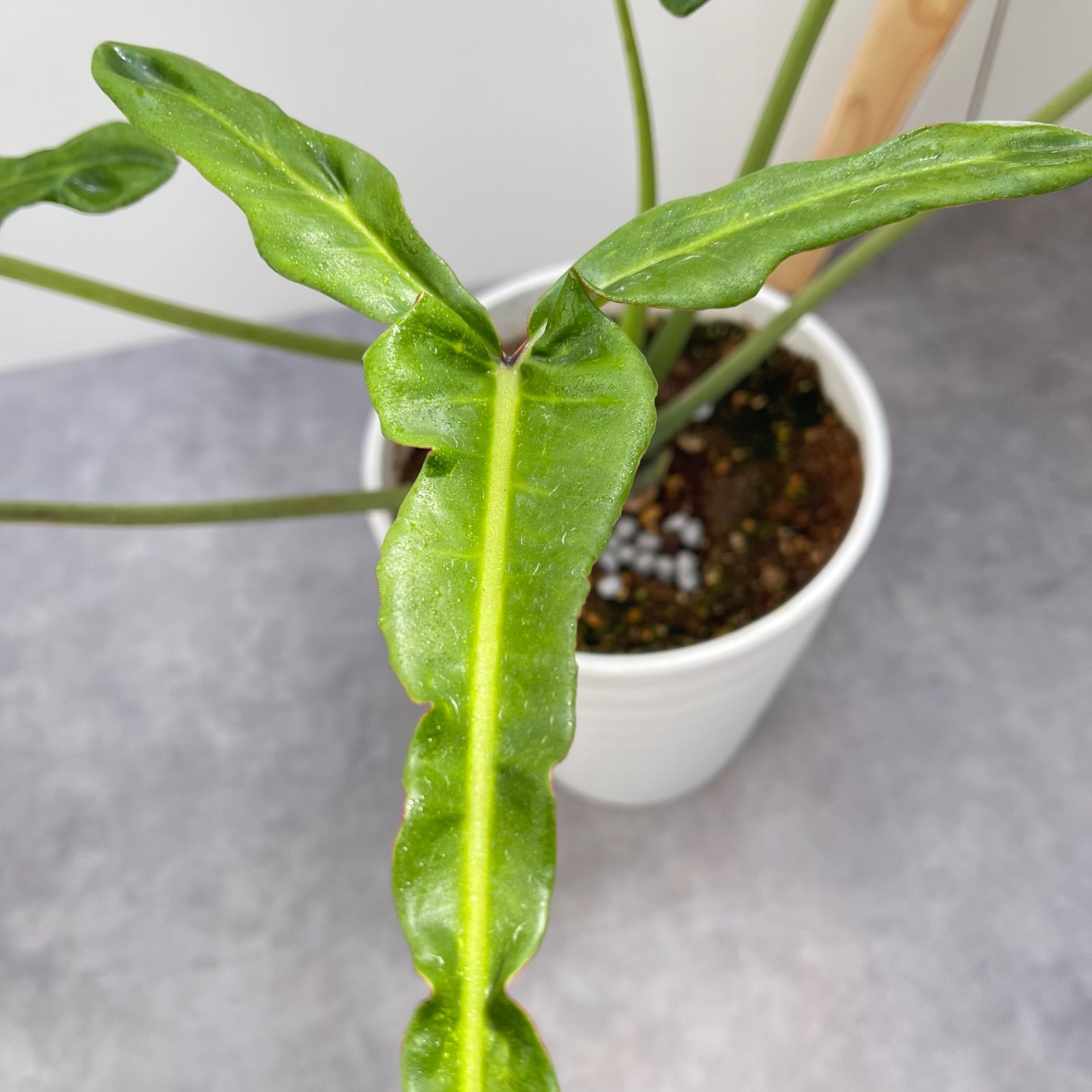フィロデンドロン　ジョーピー　1【現品】☆希少☆ 観葉植物　室内 フィロデンドロン ジョーピー 1【現品】☆希少☆ 観葉植物 室内
