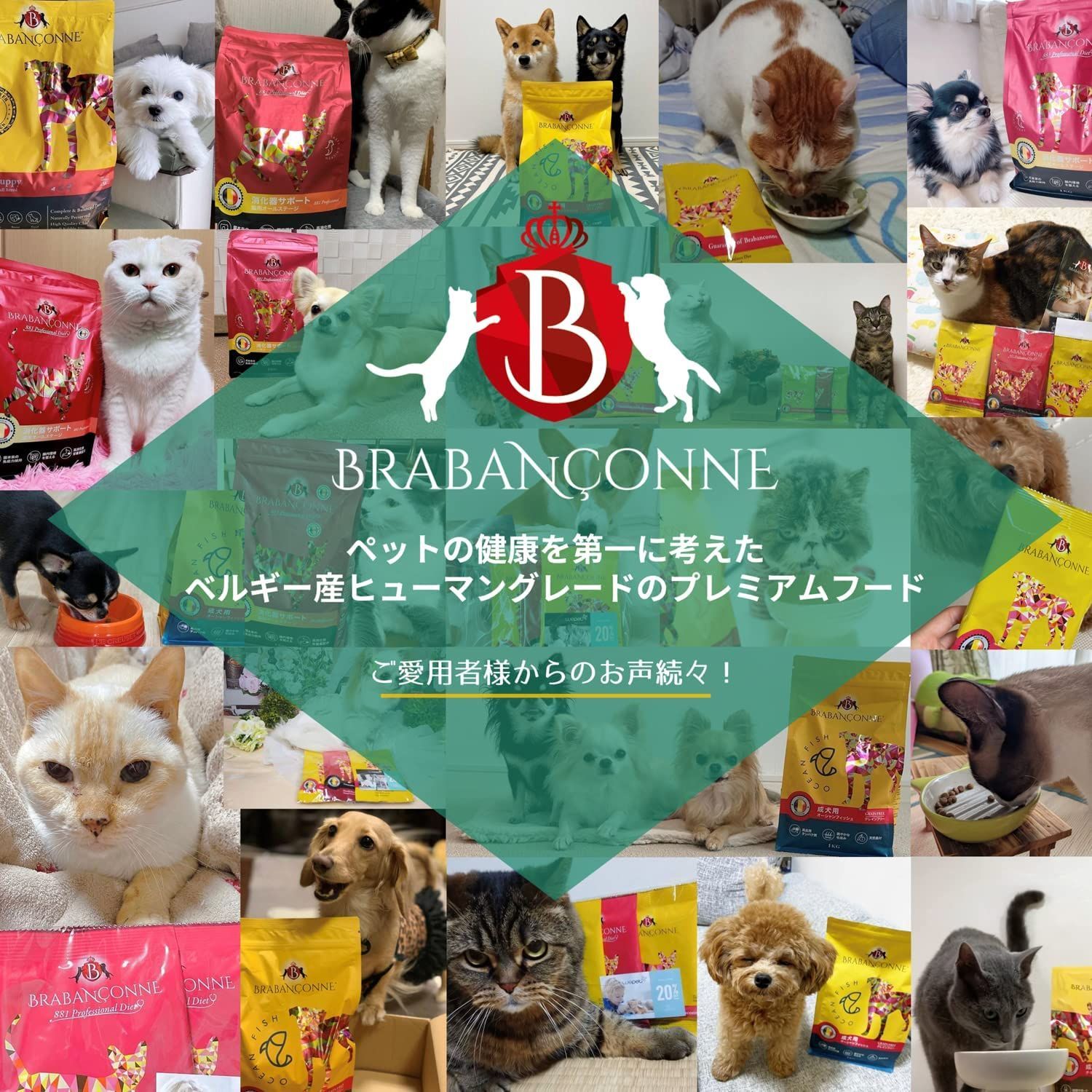公式アウトレット】 ブラバンソンヌ 猫用 キャットフード チキン 公式アウトレット】 ブラバンソンヌ 猫用 キャットフード チキン