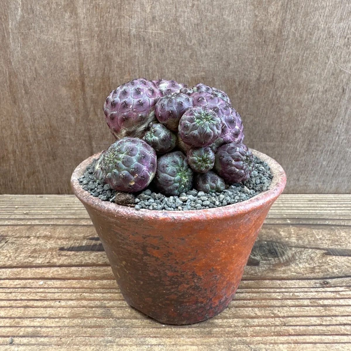 スルコレブチア ラウシー 萬古焼 Sulcorebutia rauschii