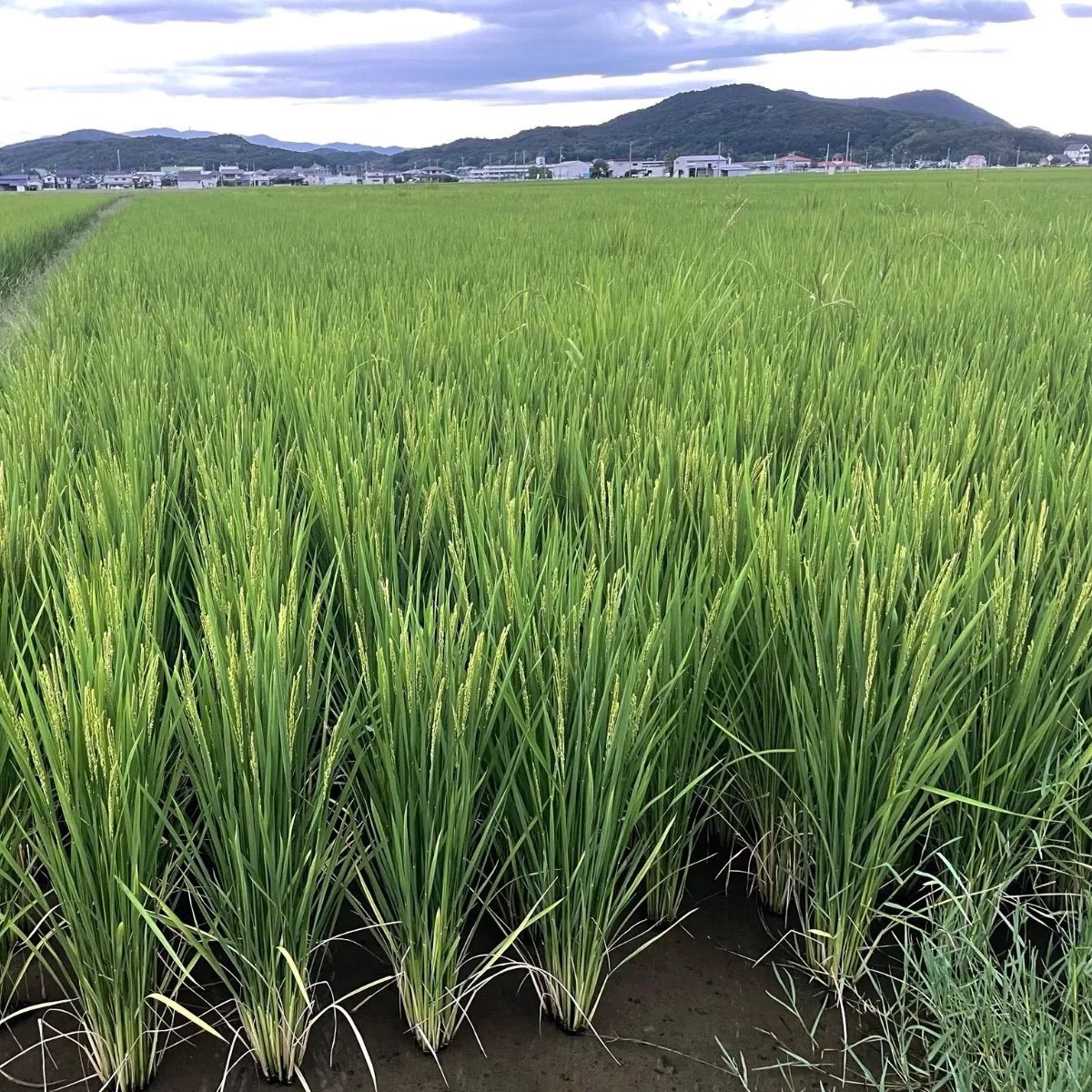 朝日米 玄米