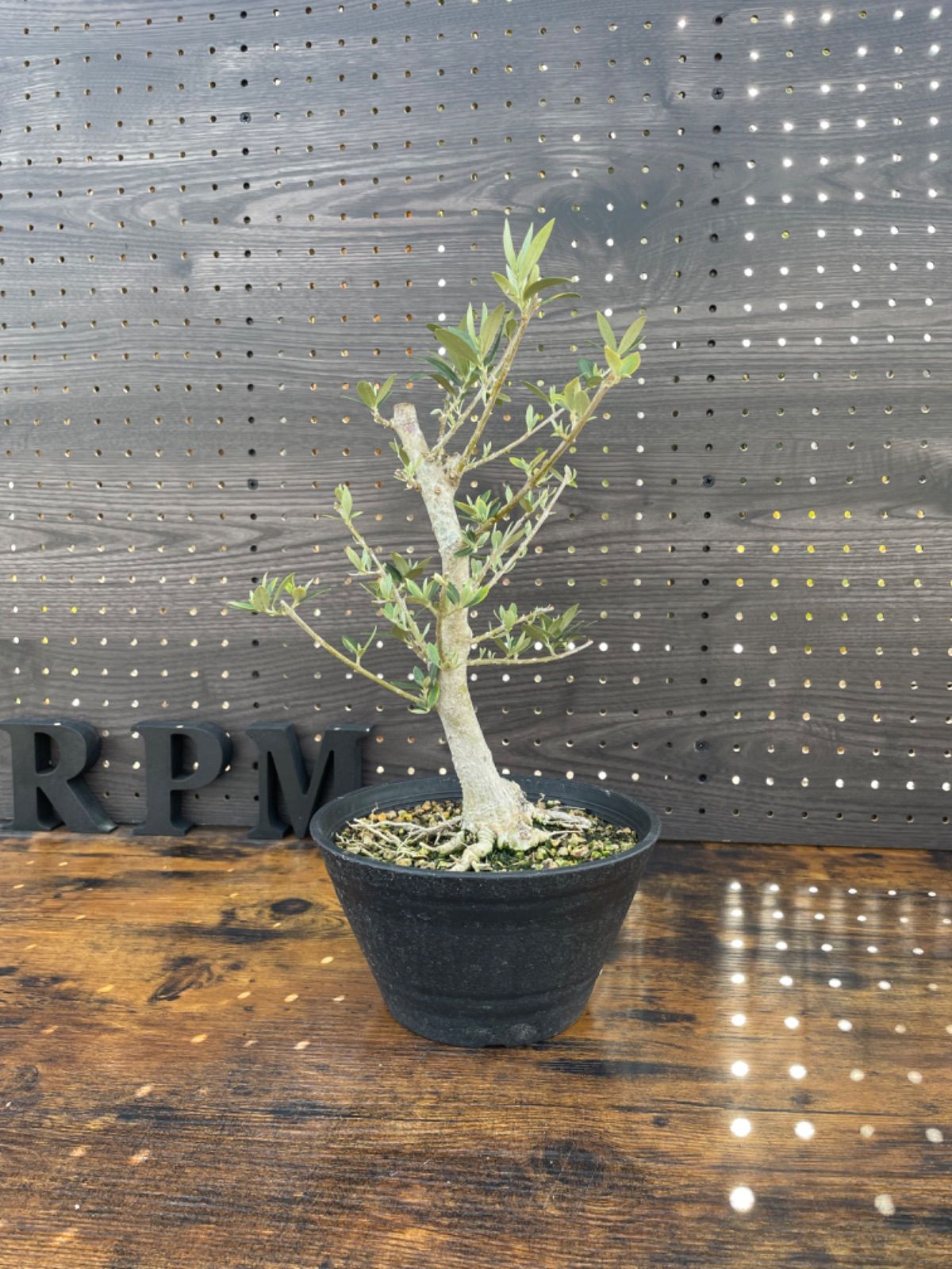 SOUJU】香川県産オリーブの木 ネバディロブランコ 8号鉢 25 - 植物 ...