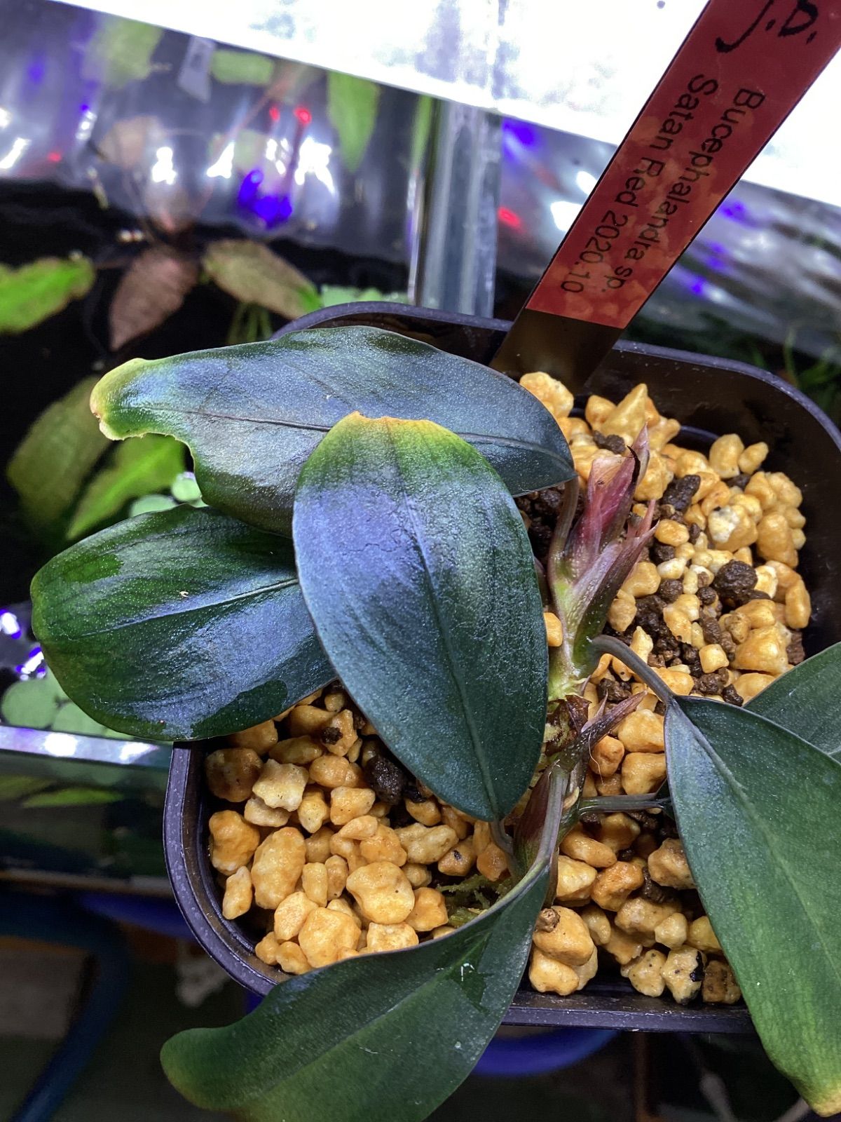 Bucephalandra sp. Red ブセファランドラ レッド ブセファランドラ レッド | 水草,ブセファランドラ | Aquarium
