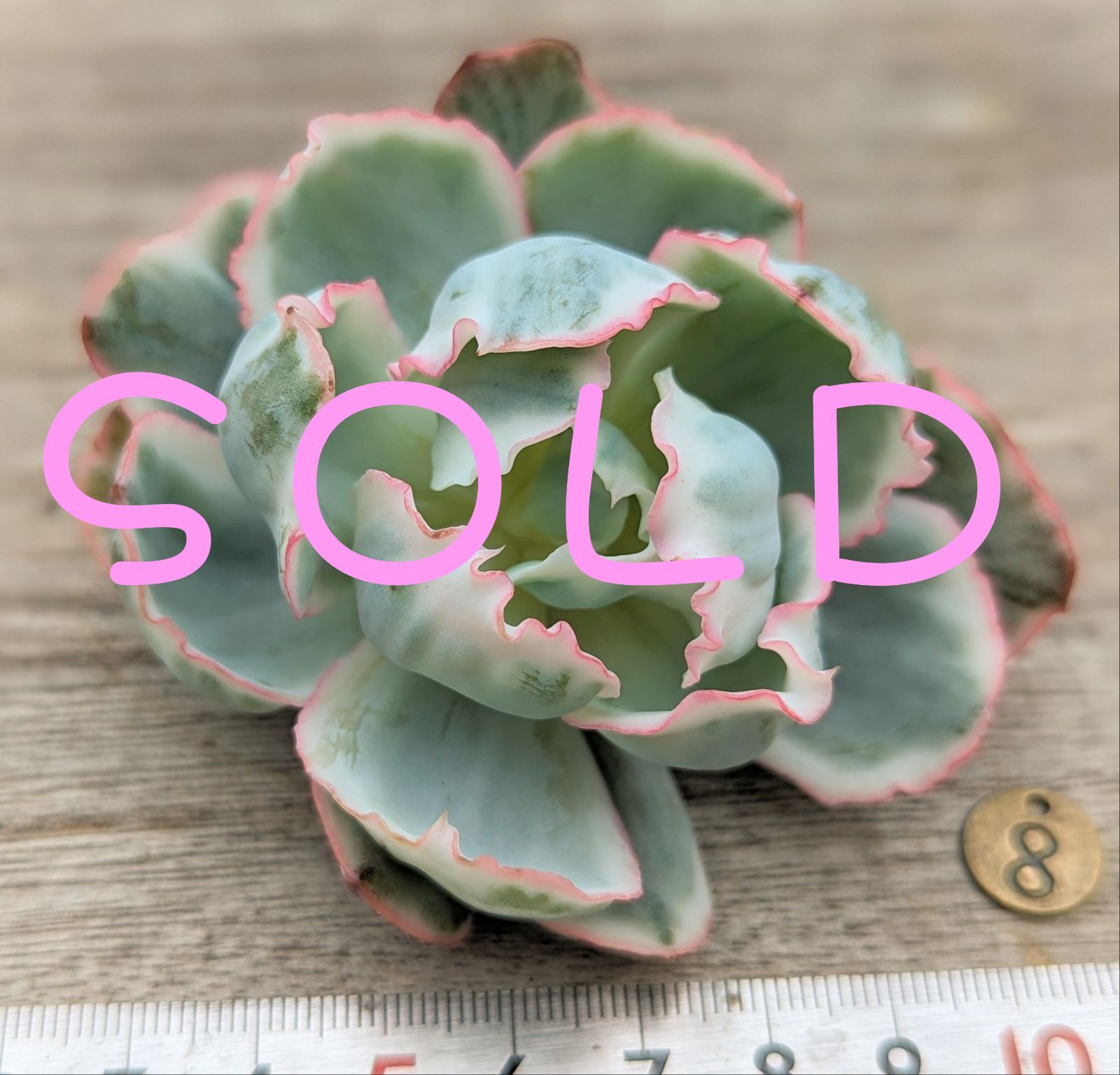 バークレー錦 多肉植物 韓国苗 A136 - メルカリ