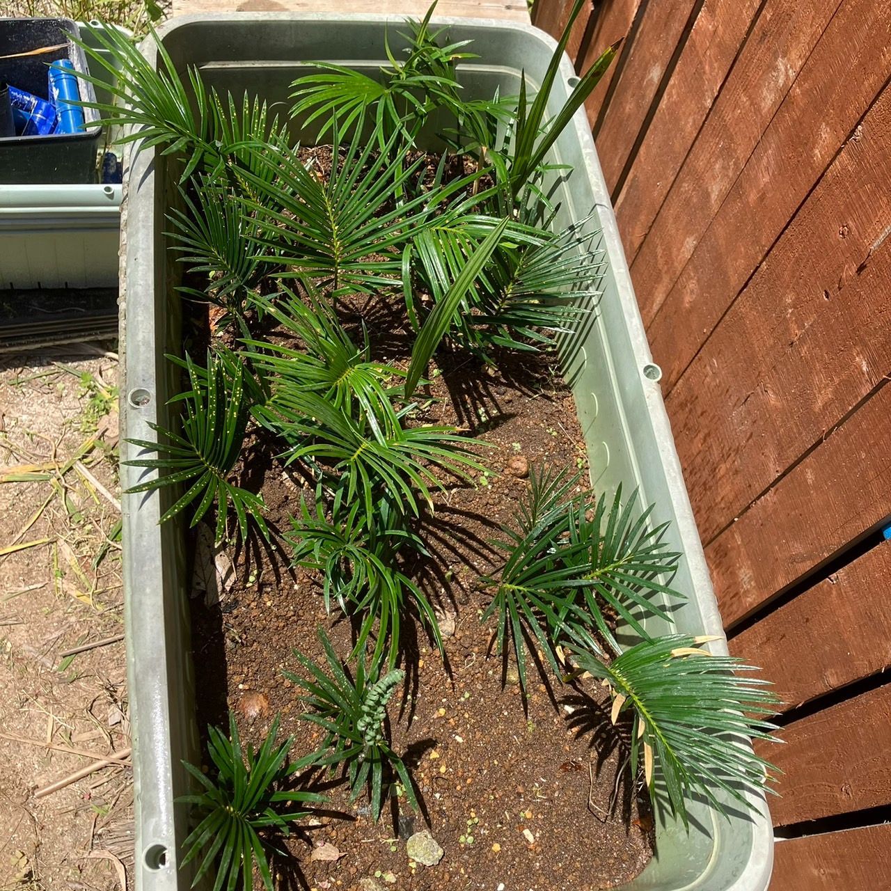 ☆20％オフセール中☆【抜き苗】5本 ソテツ 蘇鉄 cycas revoluta