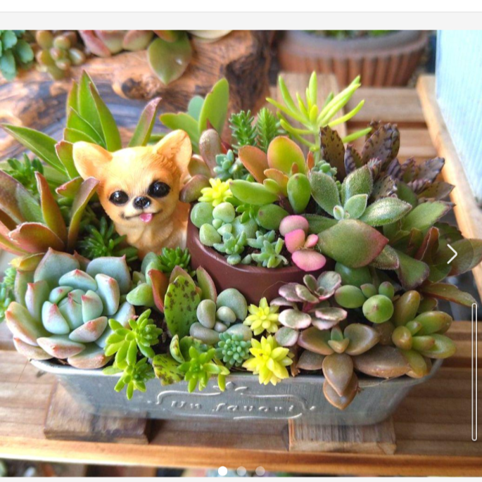 シャドーボックス 完成品 多肉植物⑅︎◡̈︎*