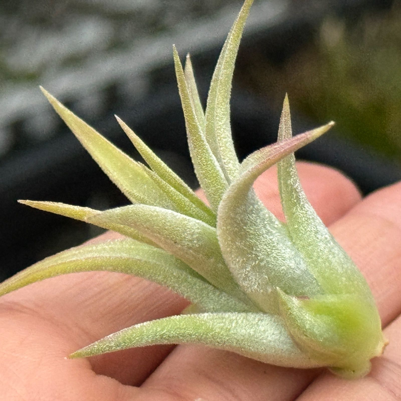 チランジア イオナンタ ヘッジホッグ T.I. Tillandsia ionantha