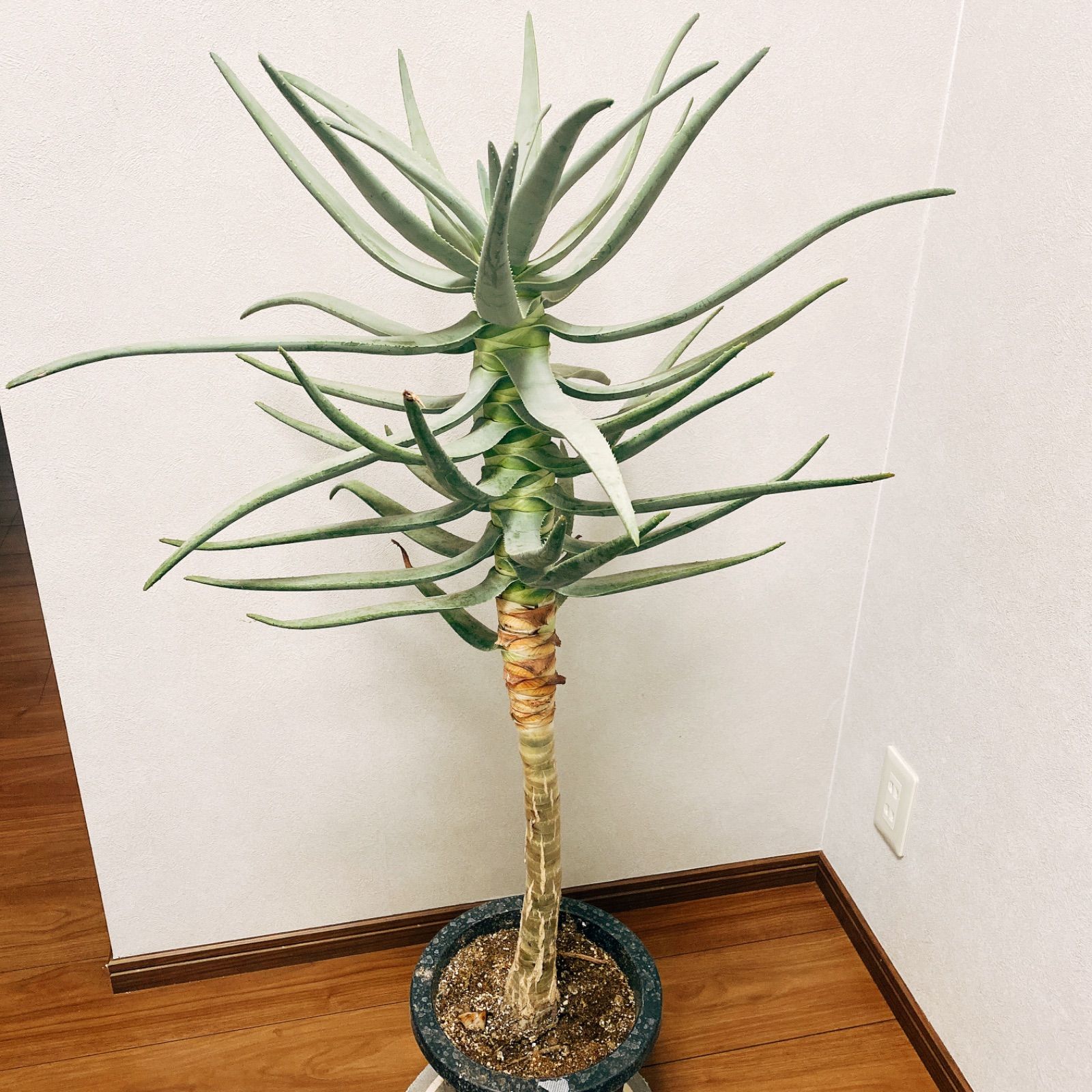 通販激安 新品 未使用 在庫 アロエ ディコトマ 観葉植物 大きめ プラスチック鉢 植物 観葉植物 Lavacanegra Com Mx Lavacanegra Com Mx