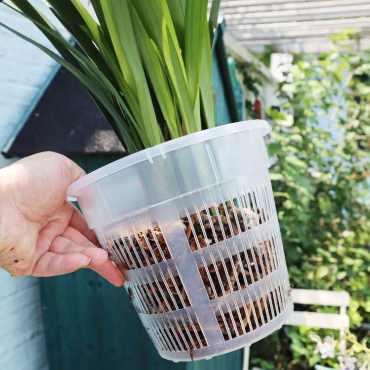10鉢セット 胡蝶蘭 植木鉢 育苗ポット 透明 穴付き 屋内 屋外
