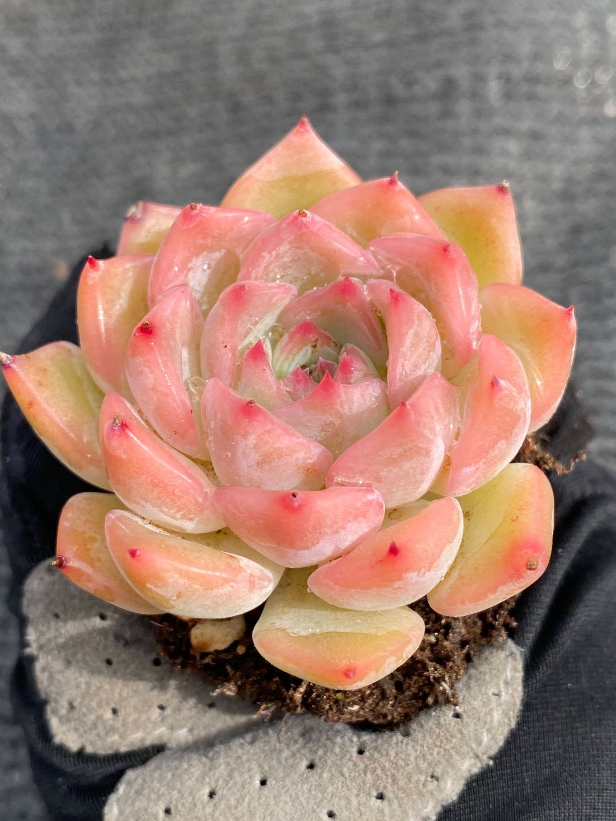 新入荷 花火 鮮やかな105苗セット 土と根付き 多肉植物