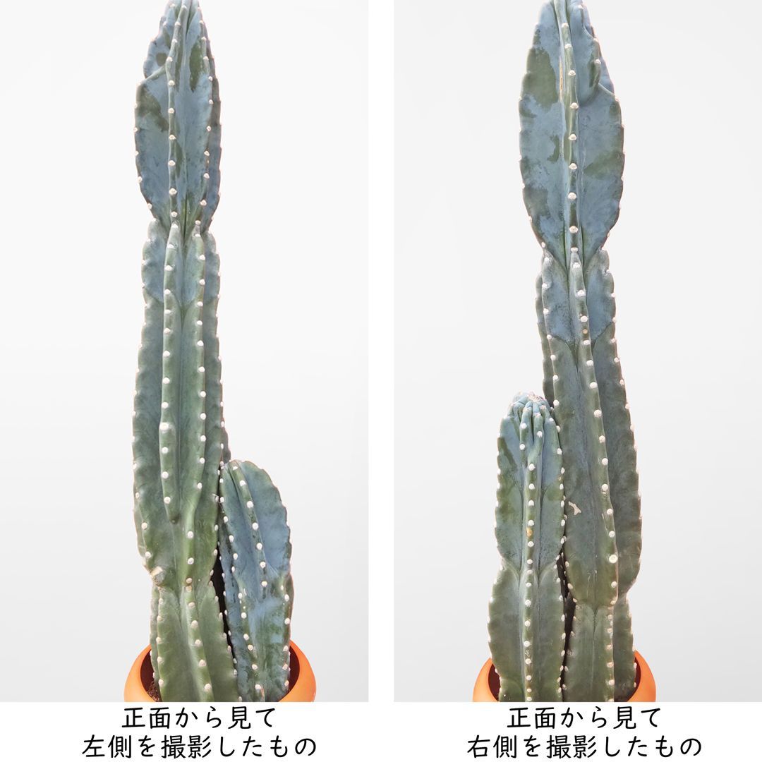 現品販売 柱サボテン カクタス 8号サイズ 本物 一点物 大型 観葉植物 室内 おしゃれ ギフト プレゼント お祝い
