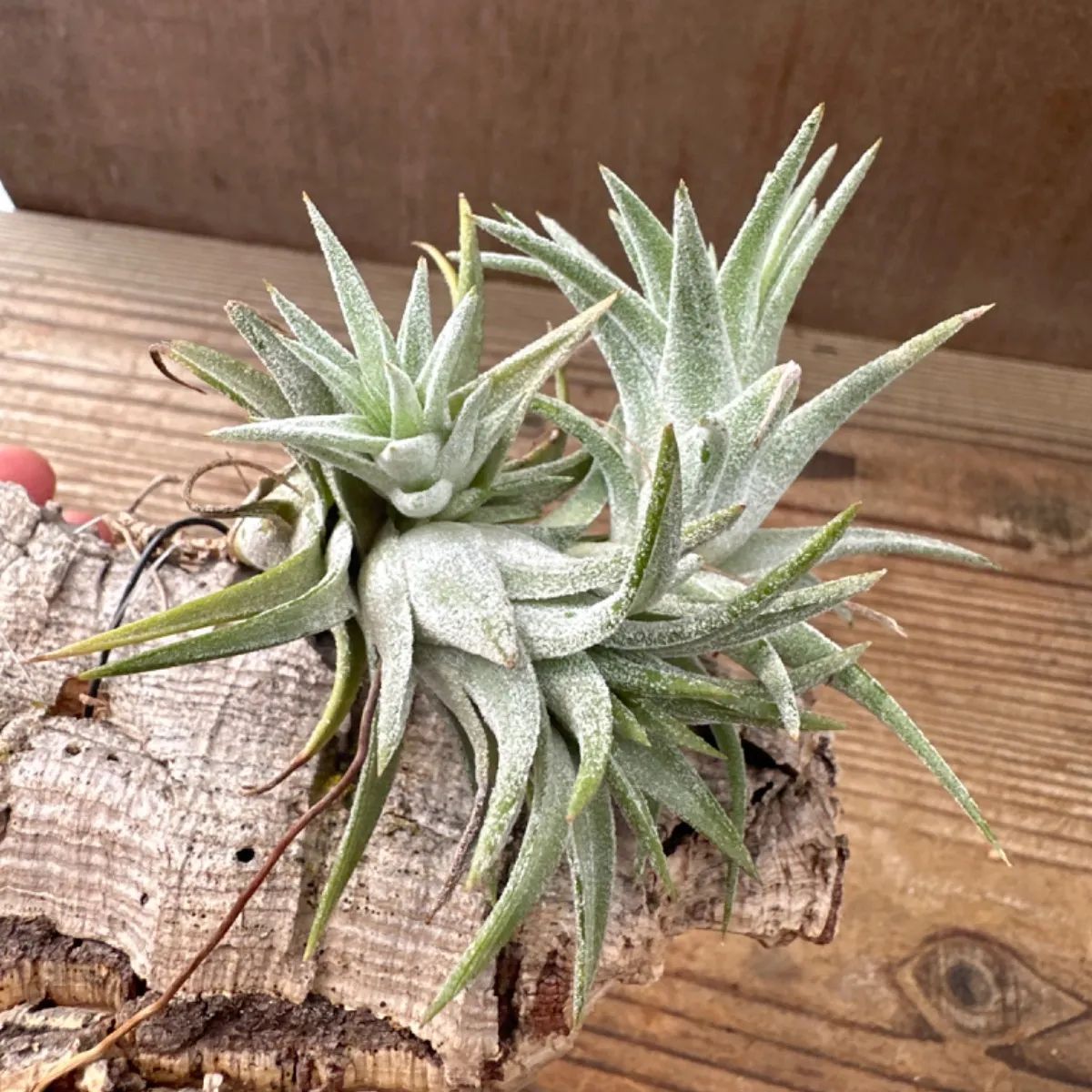 チランジア イオナンタ バンハイニンギー Tillandsia ionantha var.vanhyningii ティランジア エアプランツ  エアープランツ 現品 観葉植物 観葉 植物 珍奇植物 珍奇 珍しい レア 希少 ハンギング 吊るす 吊り下げ - メルカリ