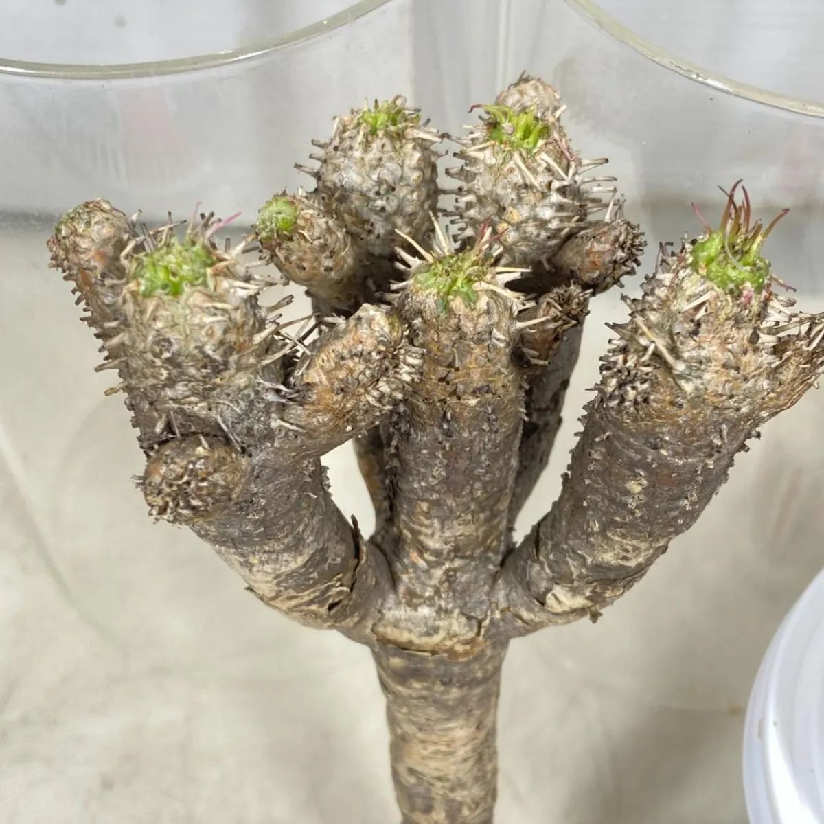 8008 「多肉植物」ユーフォルビア ギラウミニアナ 抜き苗【12/19最新到着・Euphorbia guillauminiana・マダガスカル・塊根 植物】 - メルカリ