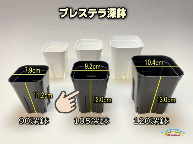 ピュア　カタフ　発根済み　プレステラロング105　メルカリ便 ピュア カタフ 発根済み プレステラロング105 メルカリ便 ピュア