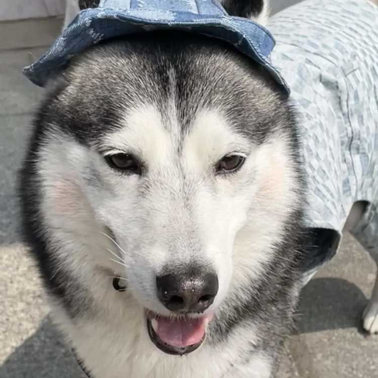 キャップ 日除け