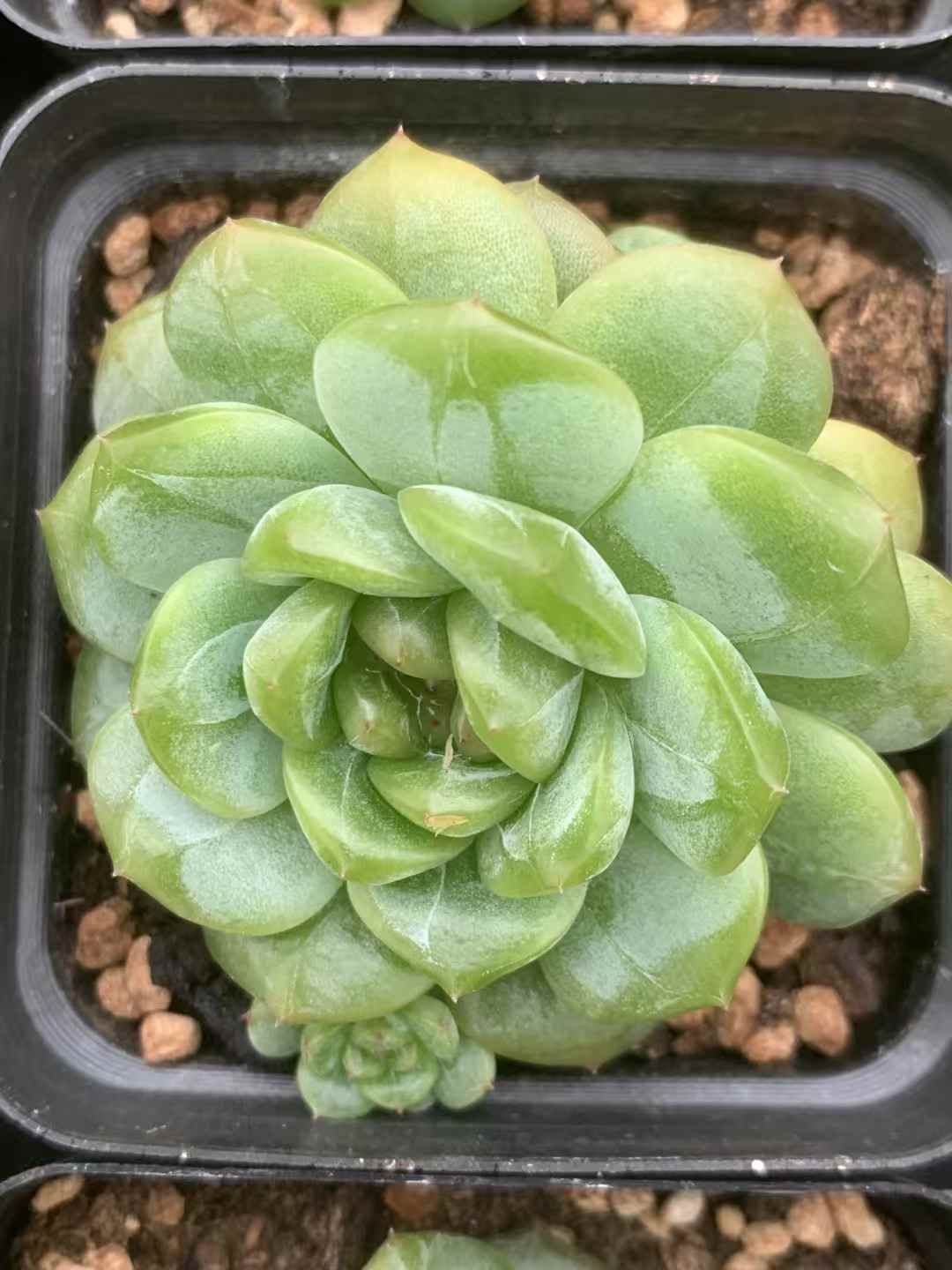 LX72×54 エックススイート 抜き苗 多肉植物 アエオニウム エケベリア 韓国苗 STEELWINDOWSANDDOORS_COM