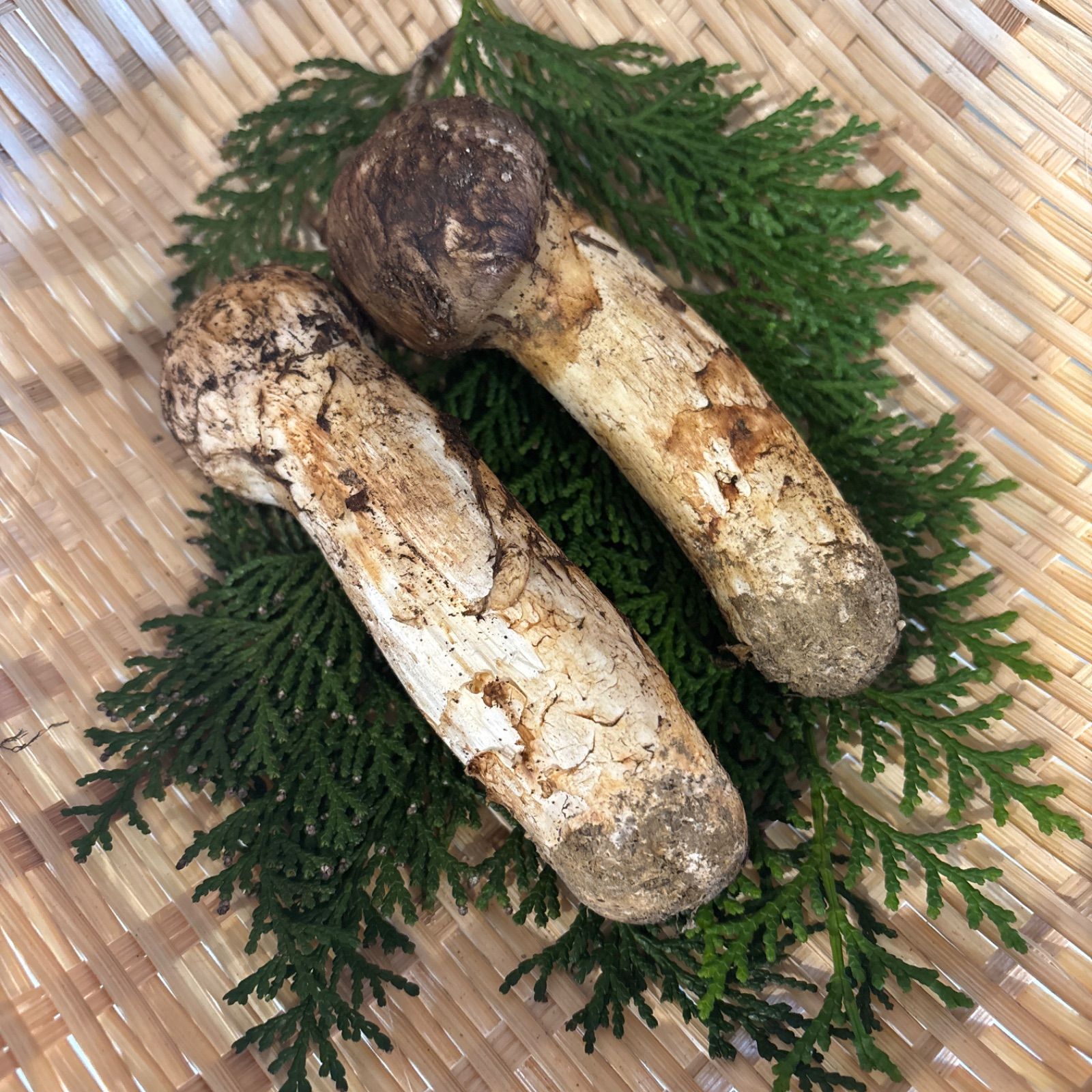 長野県 信州 南信州産 松茸 【公式通販】