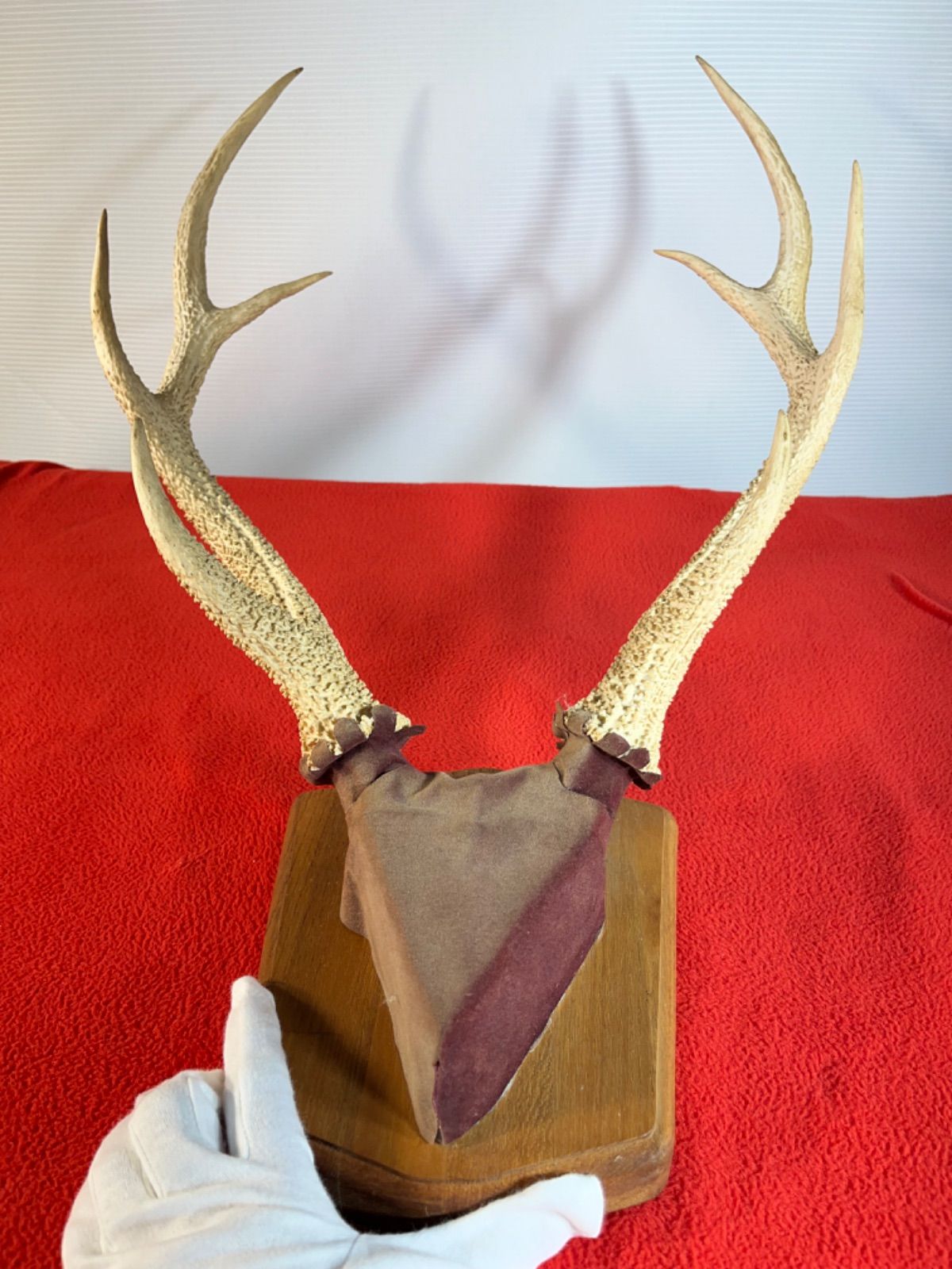 インテリア 鹿の角 壁掛け