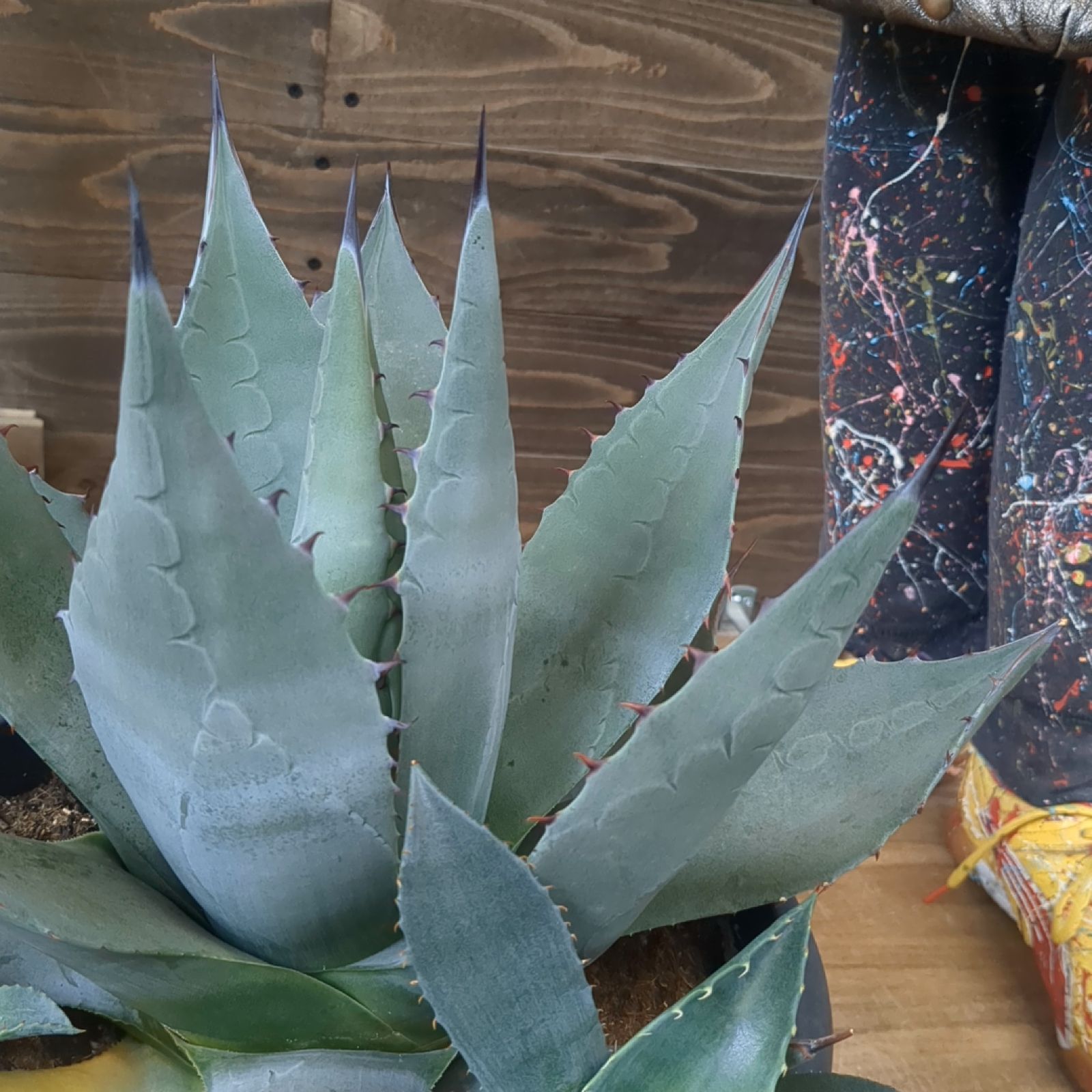 2鉢セット】パリートランカータ アガベ パリー トランカータ 2株セット