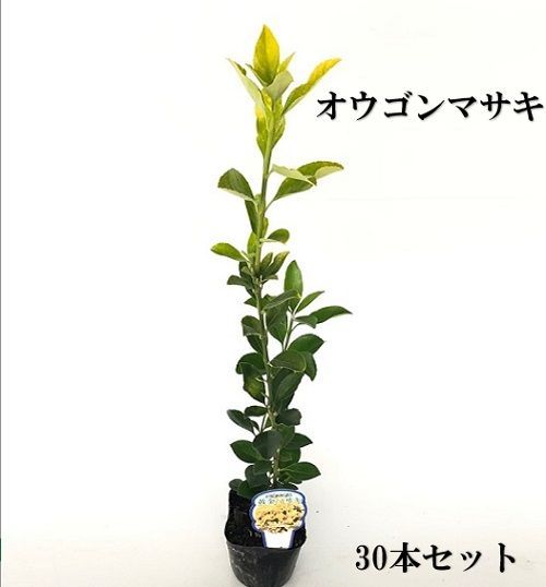 30本セット オウゴンマサキ樹高0.3m前後10.5cmポット