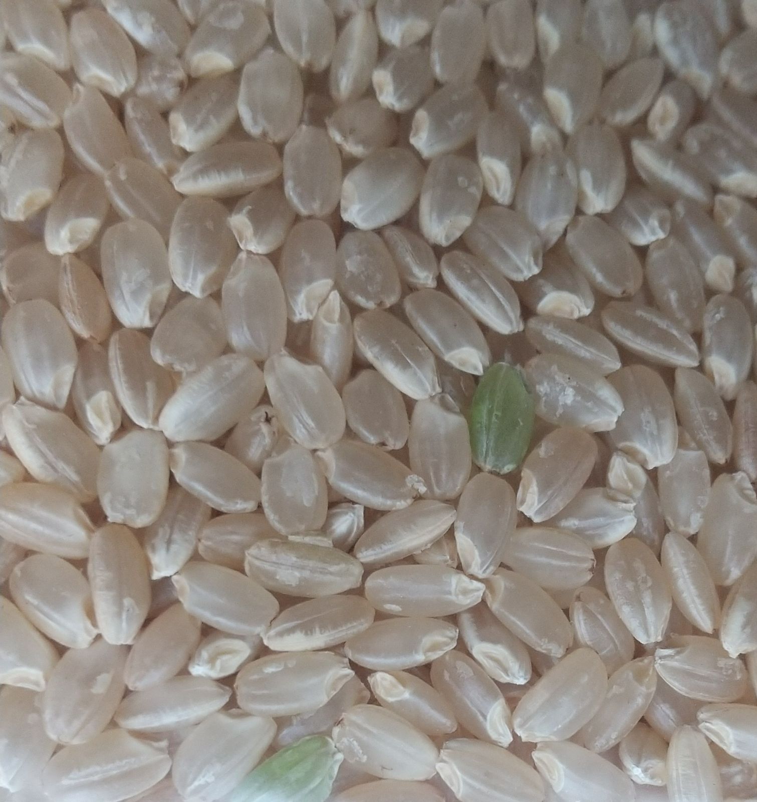 栽培期間中農薬不使用コシヒカリ 玄米24ｋｇ