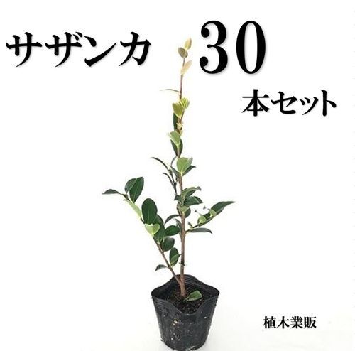 30本セット サザンカ樹高0.3m前後10.5cmポット