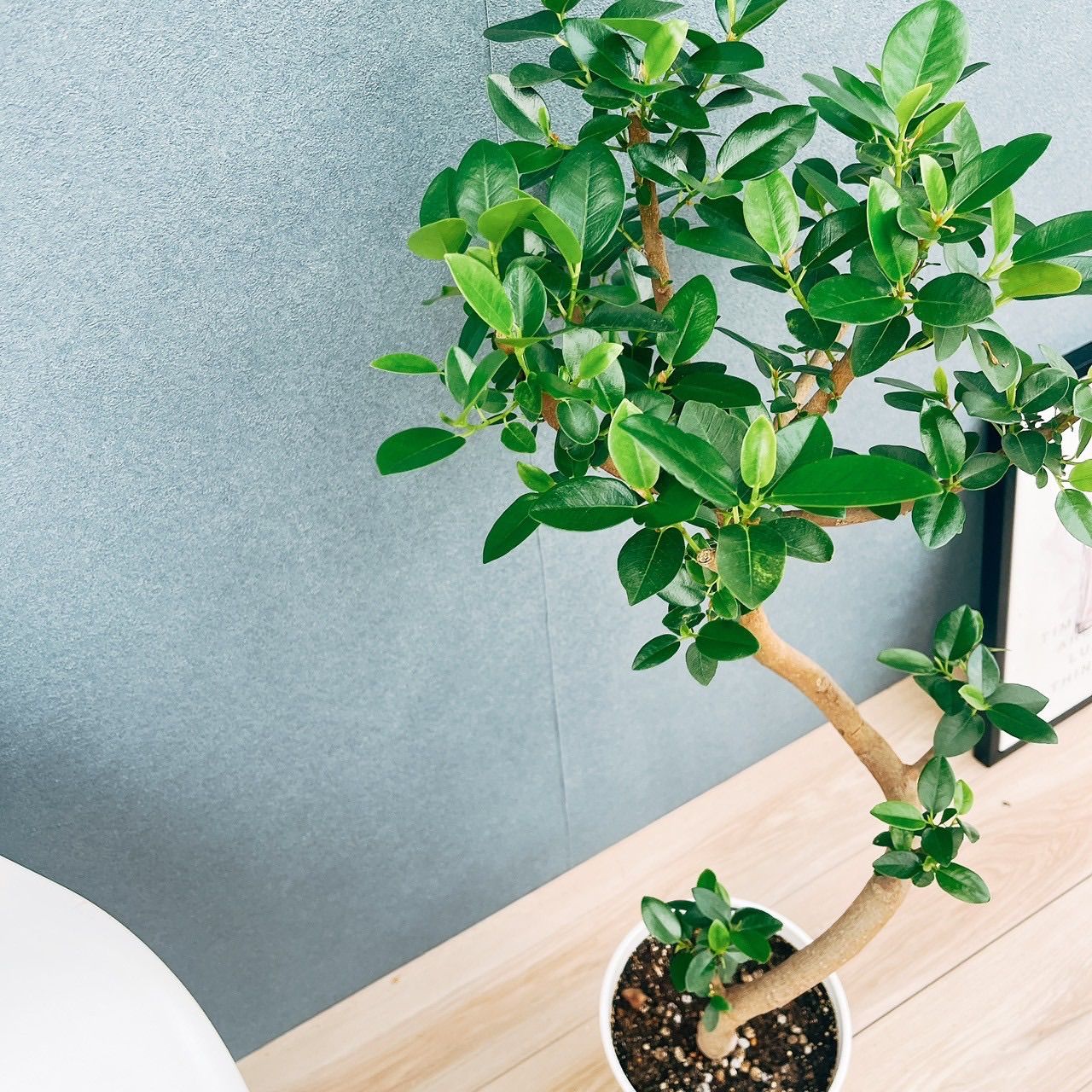 現品］1番 フランスゴムノキ 曲がり 7号 フィカスルビギノーサ 観葉