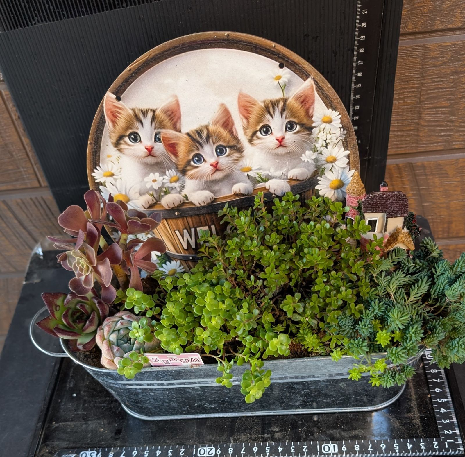 081001多肉植物の寄せ植え☆ｶﾜ(・∀・)ｲｲ!!猫ちゃんのセダムガーデン