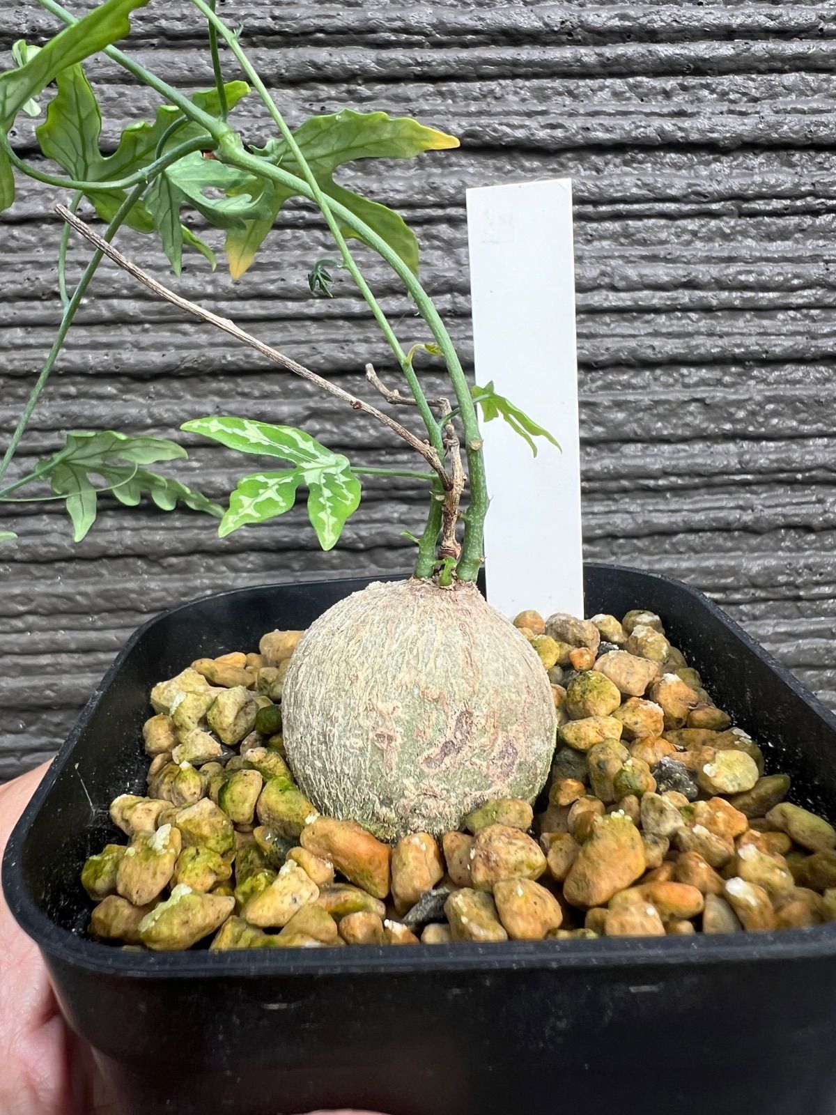 V231【自社水耕発根株】Euphorbia イトレメンシス（現地球・抜き苗