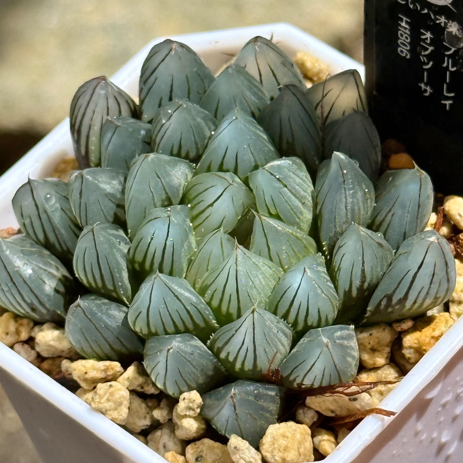 専用 オブツーサ錦 竜珠+狼蛛錦+宅配便 おはようございます