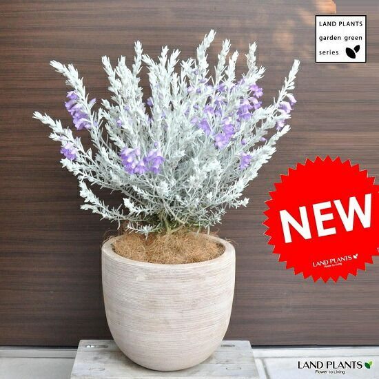 Y52 盆栽飾り台 山野草飾り台 無垢材 特殊な地板飾り台 黒檀