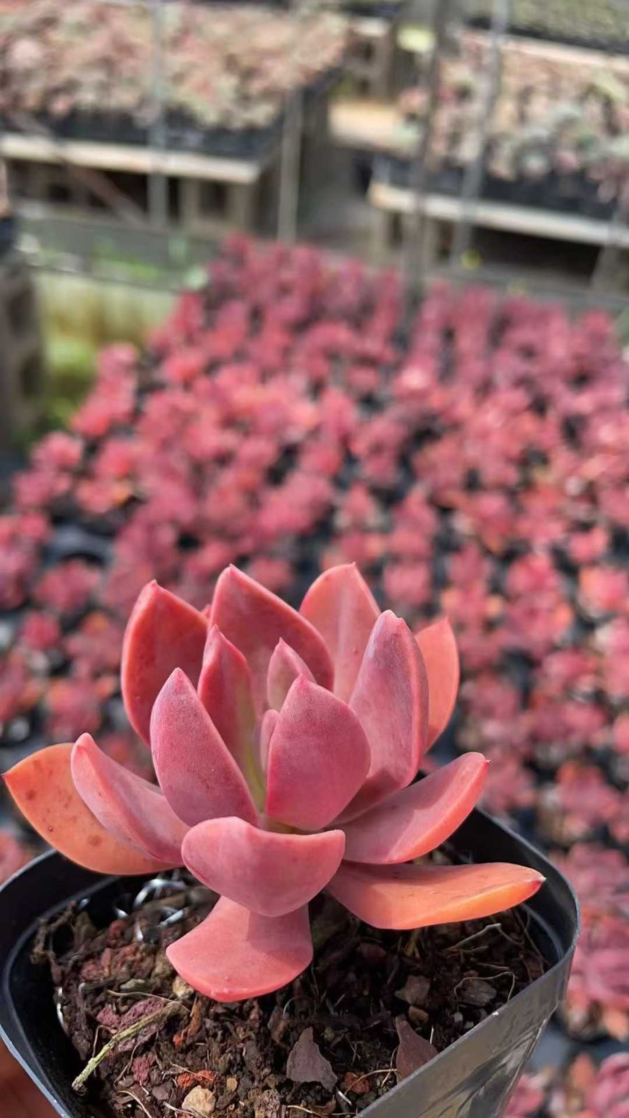 に*。様 乙女心×バルシー 多肉植物抜き苗うに に*。様 乙女